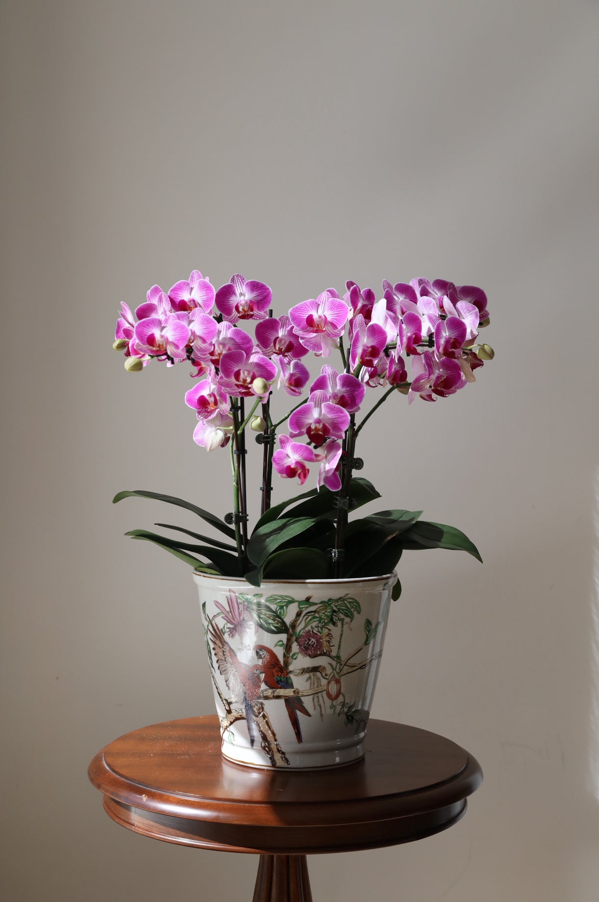 Phalaenopsis Orchid Arrangement