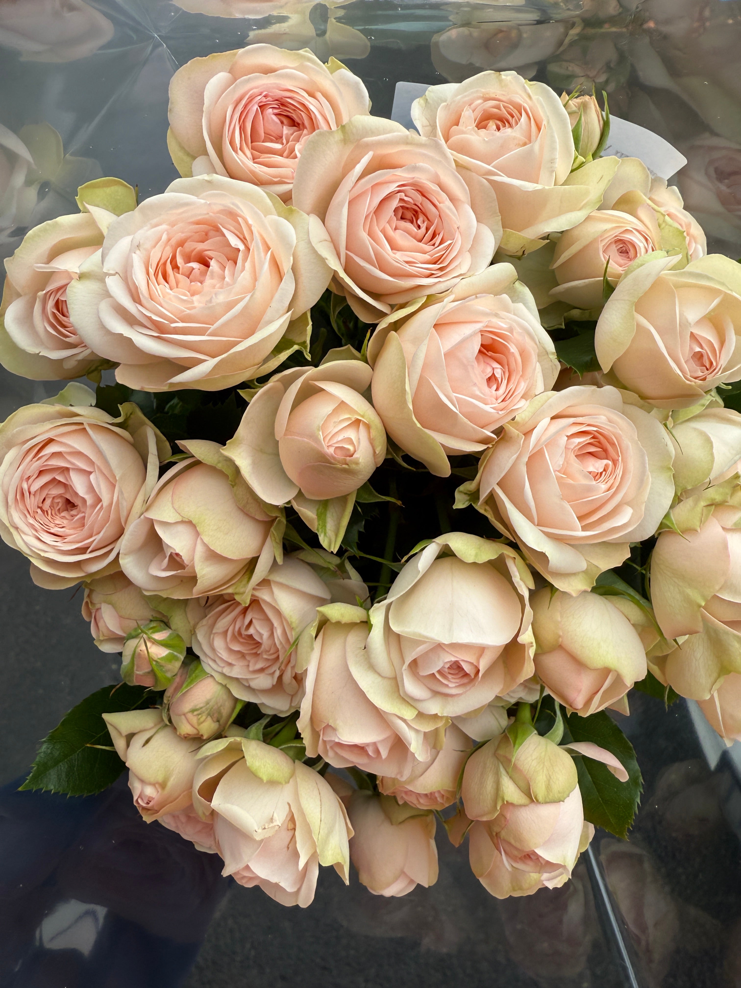 Local Roses - Grandi Victorian Pearl Gem