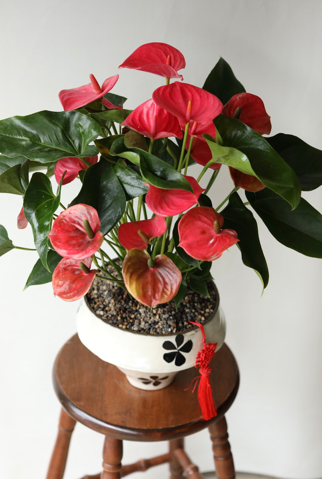 Blushing Fortune – Pink Anthurium | 60cm × 66 cm