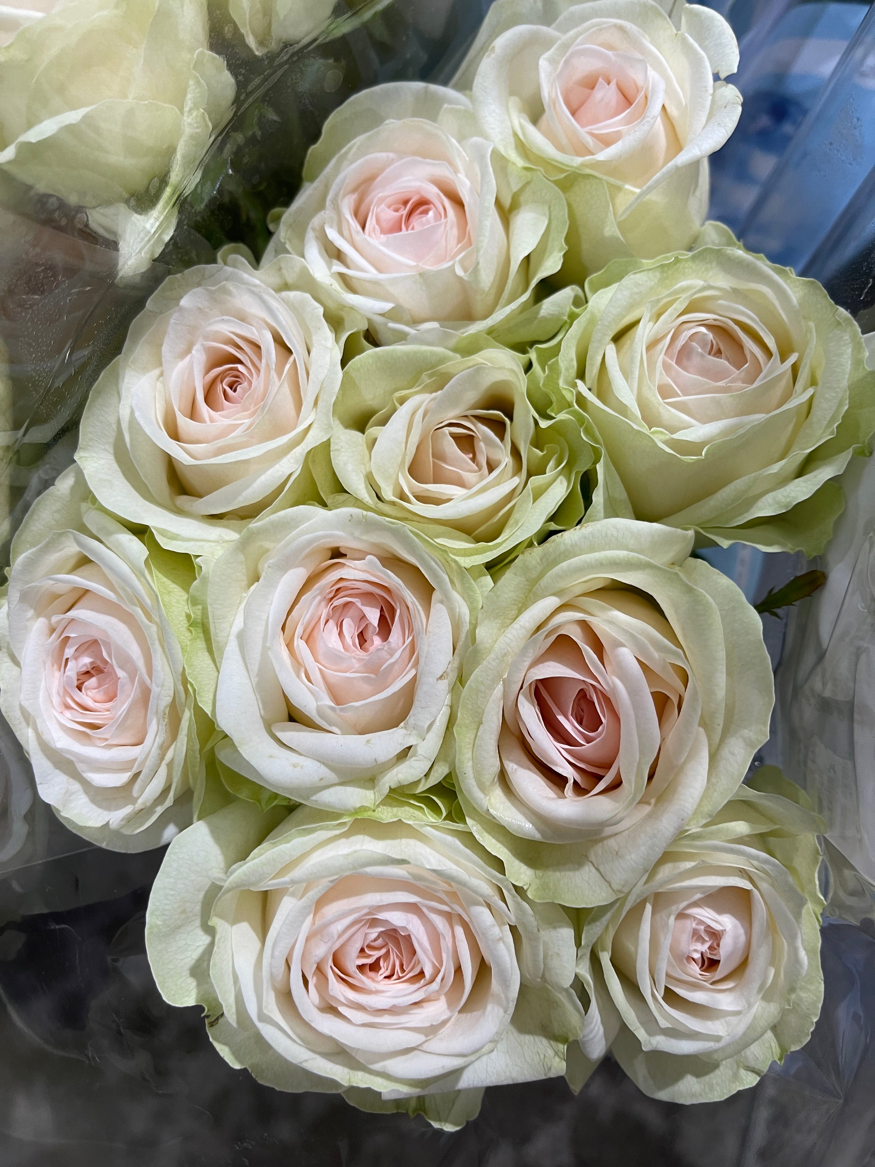 Local Roses - Grandi Tranquility