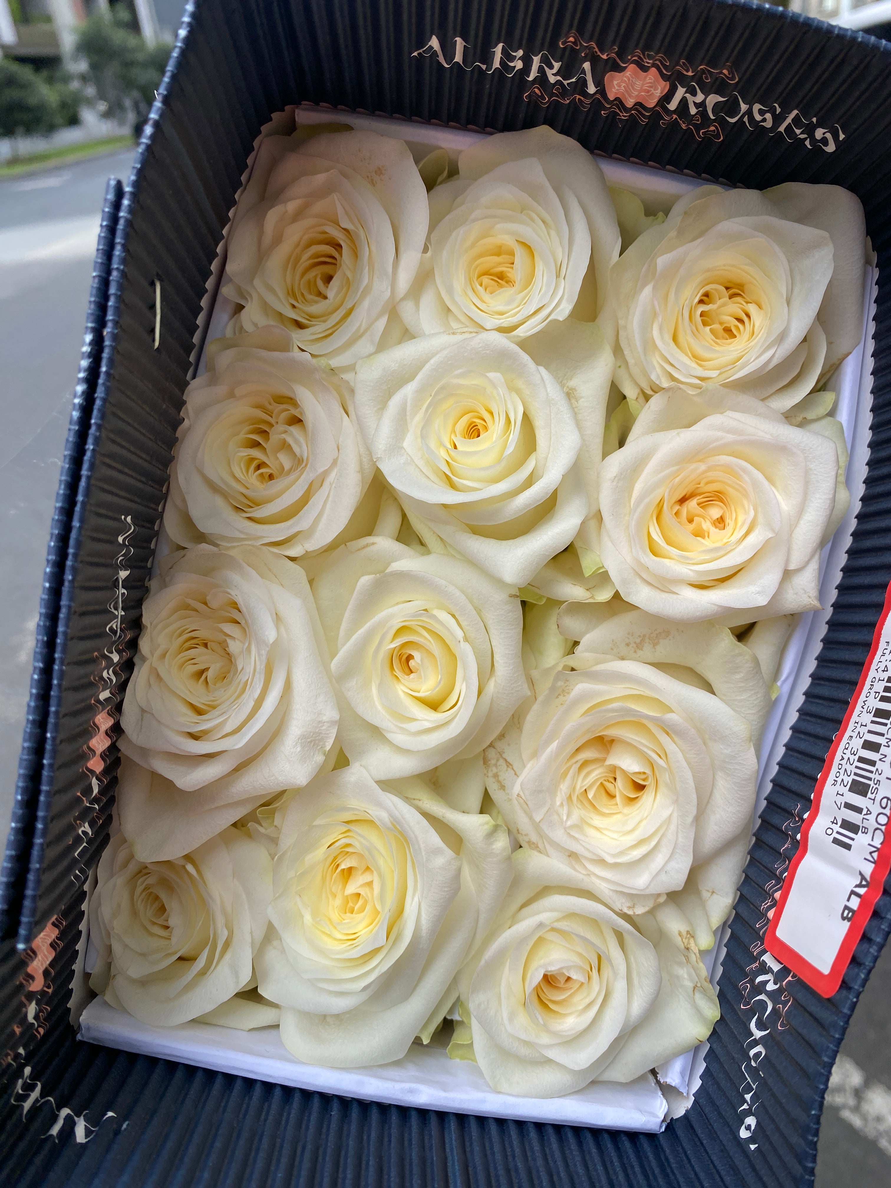 Ecuador Roses - Candle Light 25T