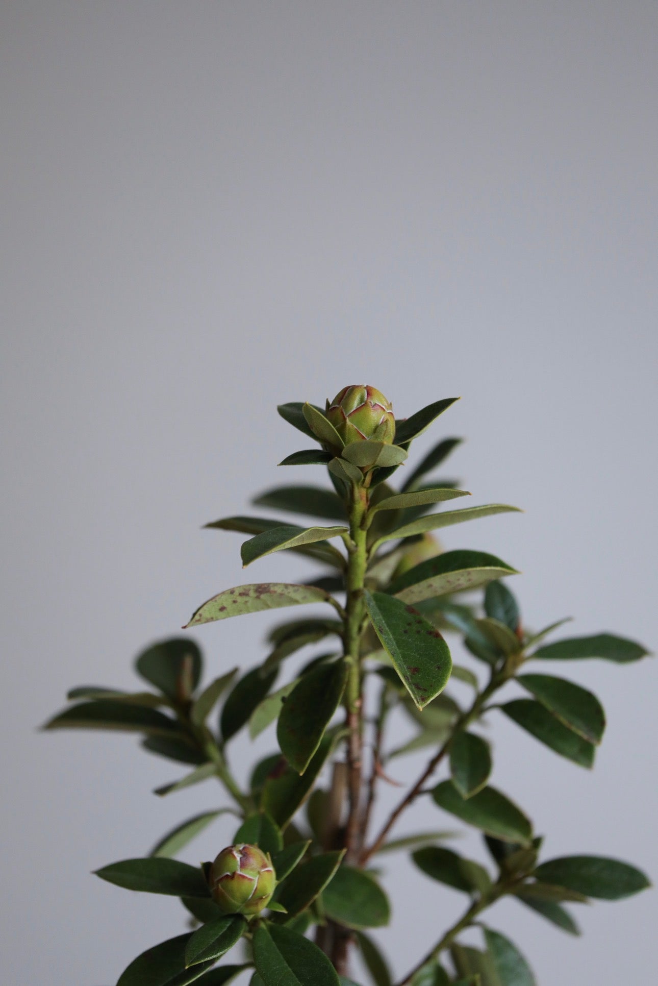 Ruby Grace – Rhododendron Plant Arrangement | 62cm x 28cm