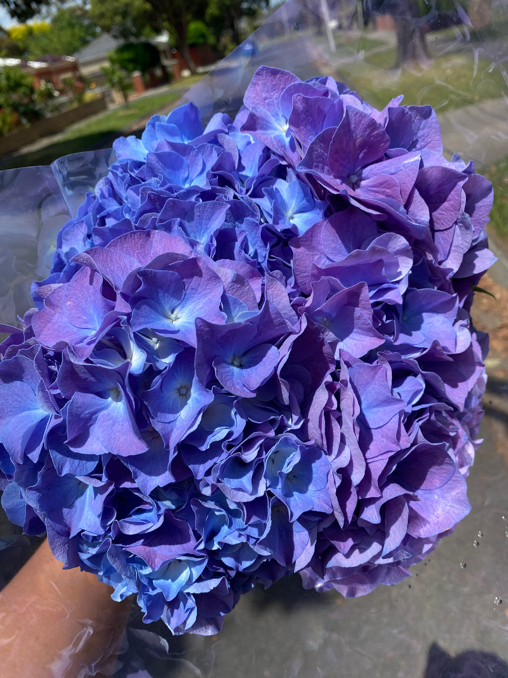 Hydrangea