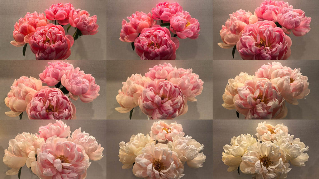 Peony - Coral
