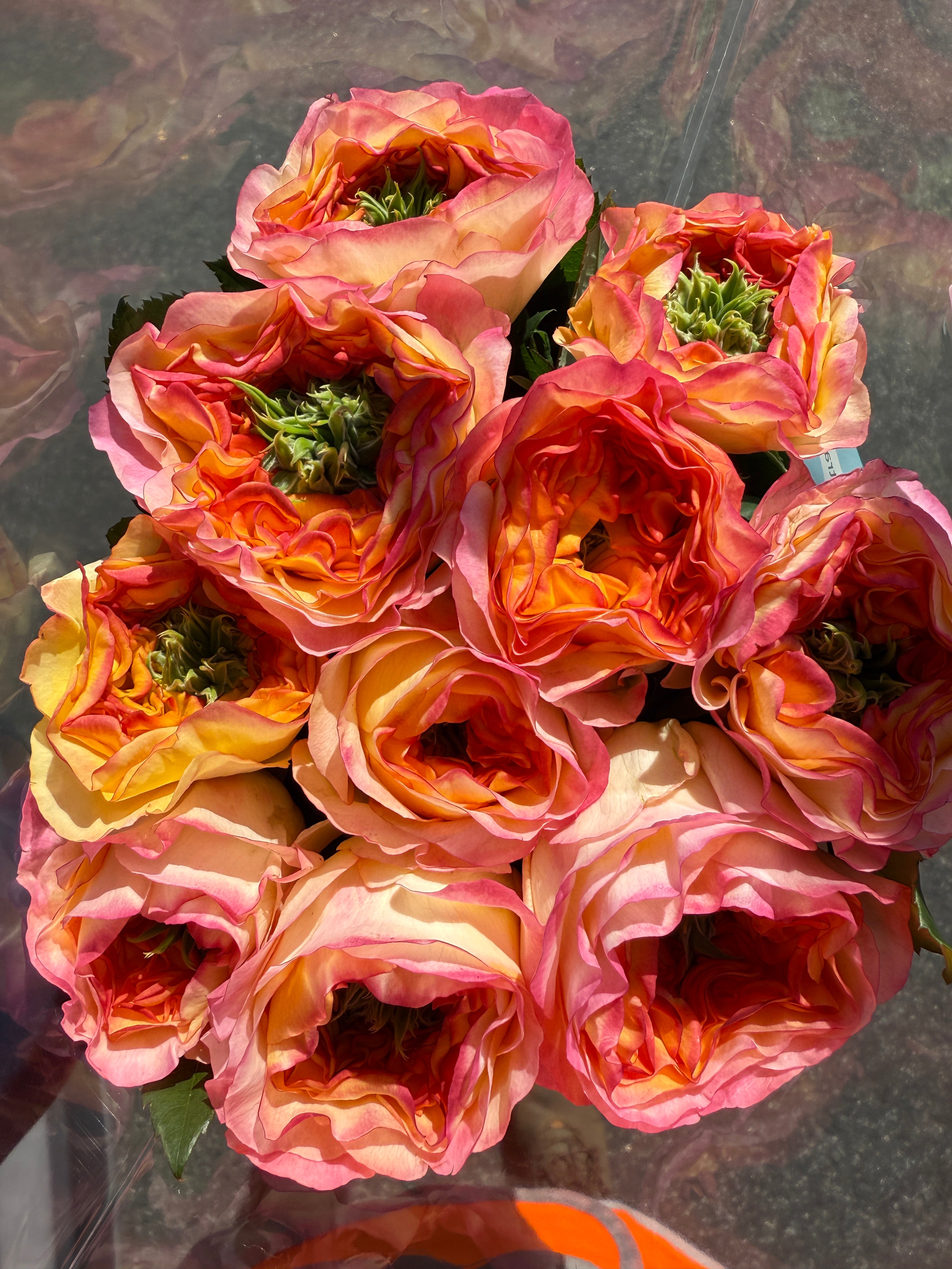 Local Roses - Grandi Starburst