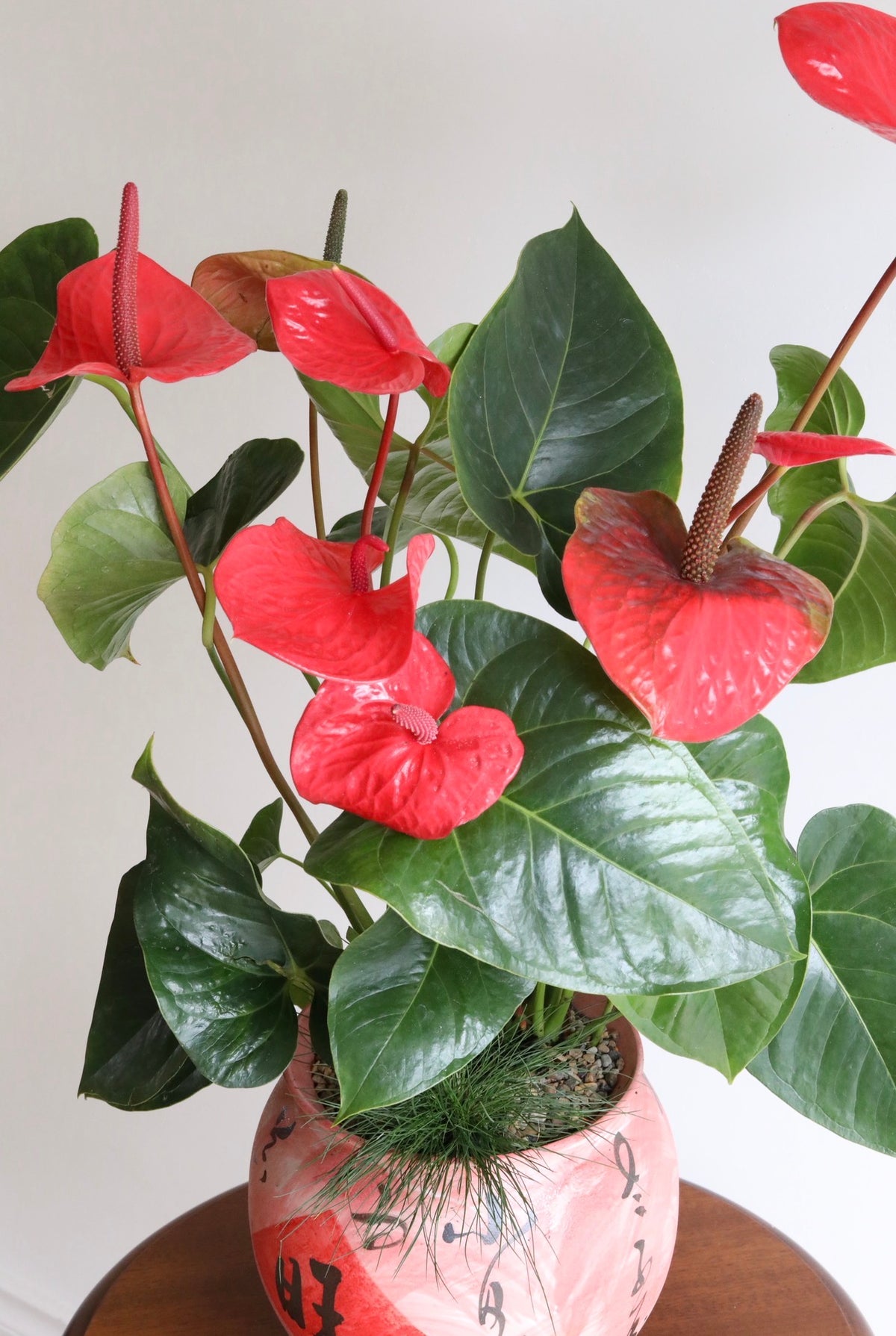 Prosperity in Bloom — Anthurium Arrangement | 76cm x 60cm