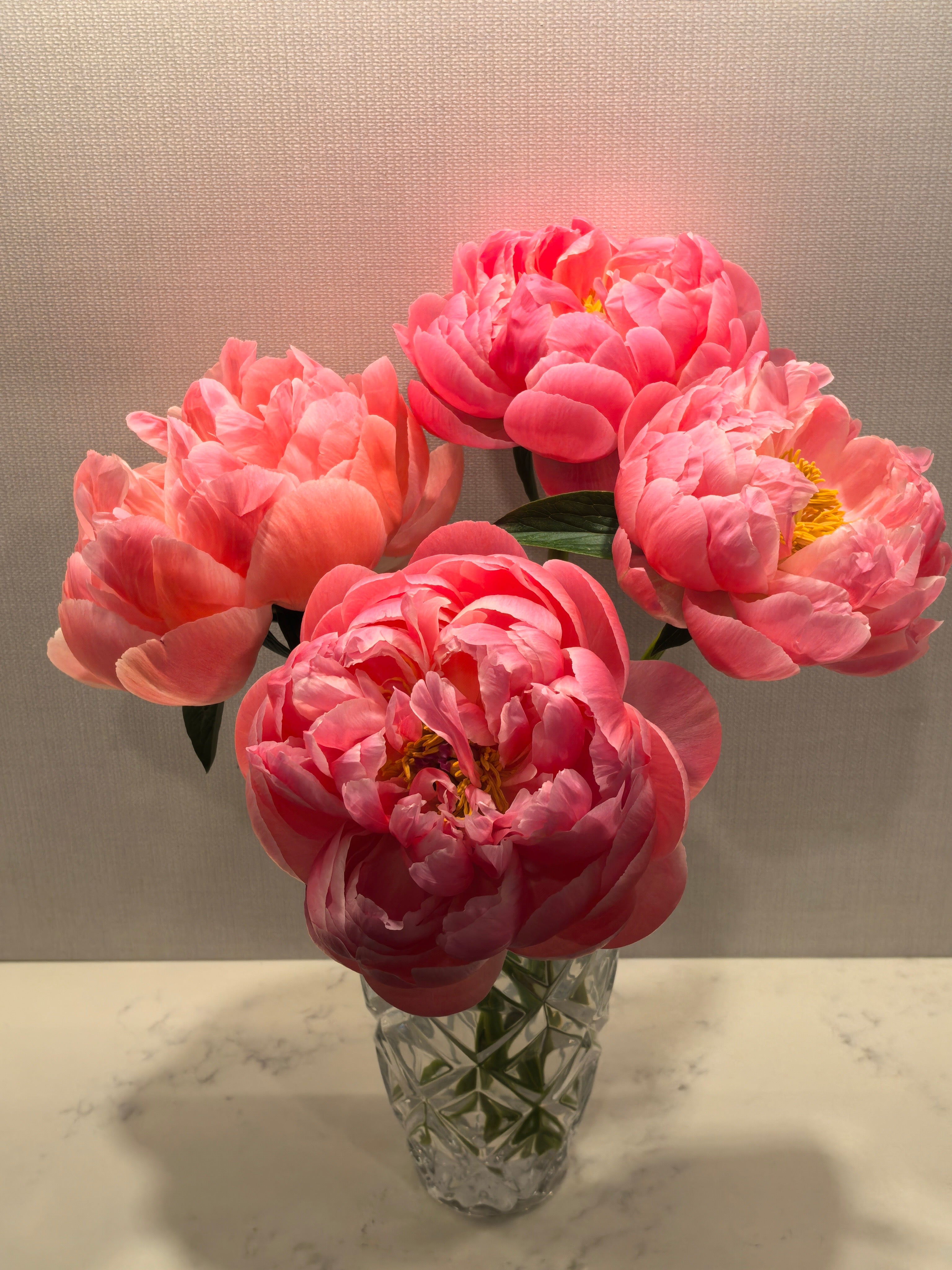 Peony - Coral