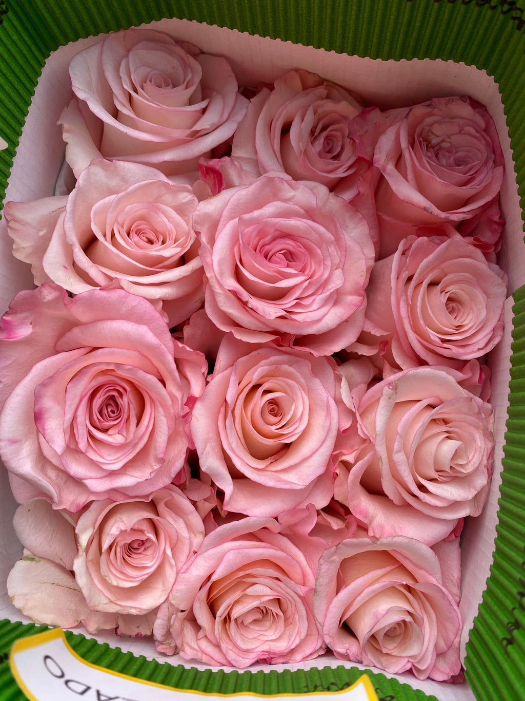 Ecuador Roses - Rhoslyn 25T