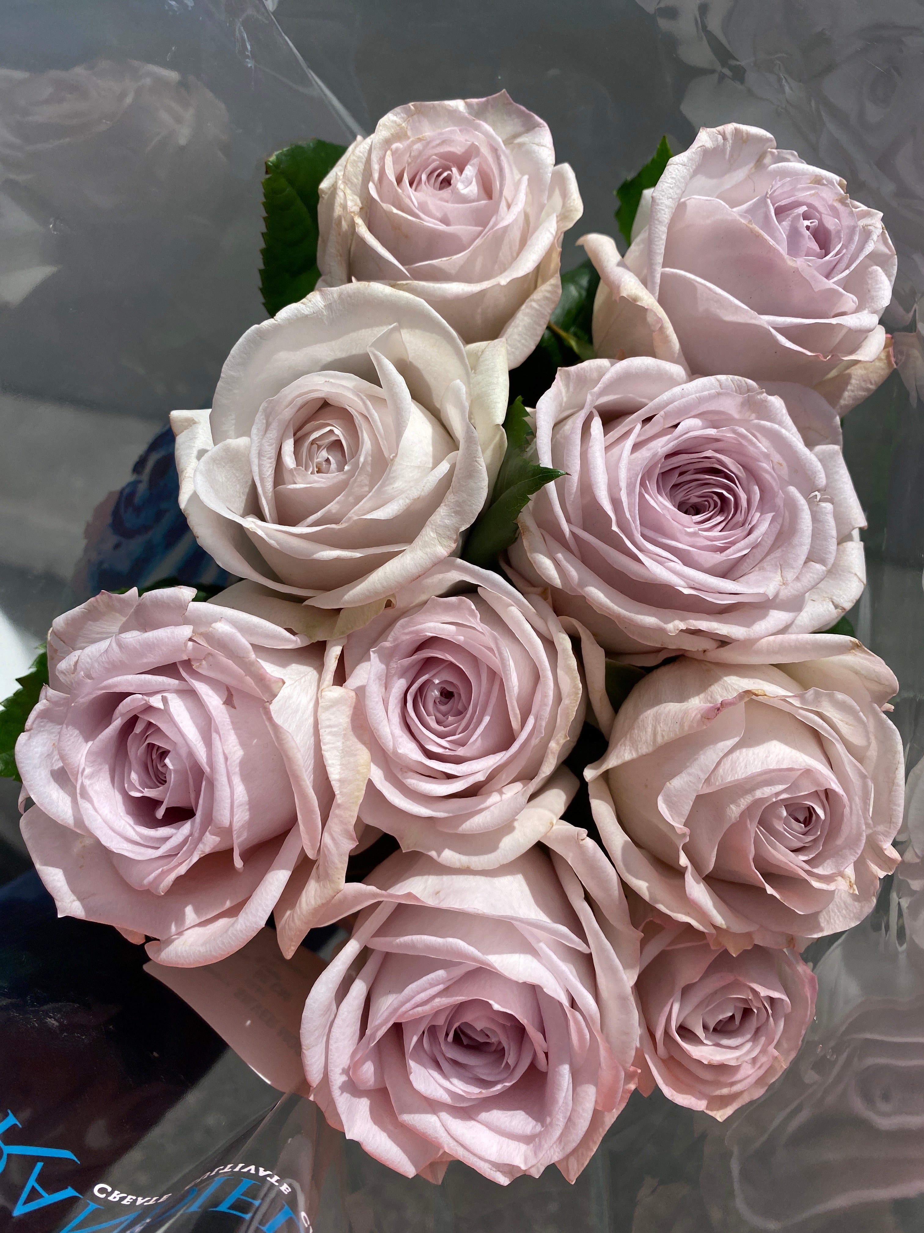 Local Roses - Grandi Silver Moon