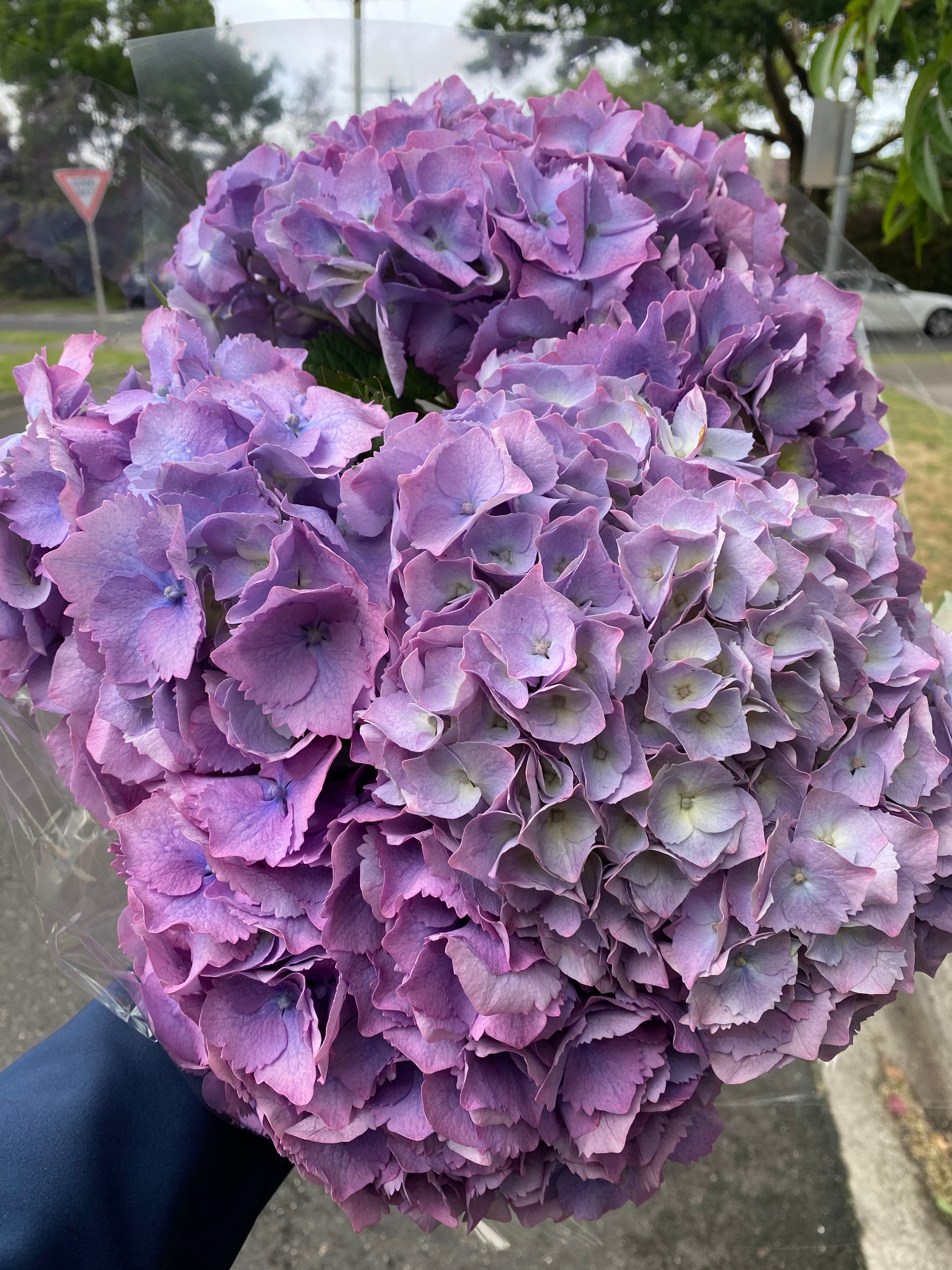 Hydrangea