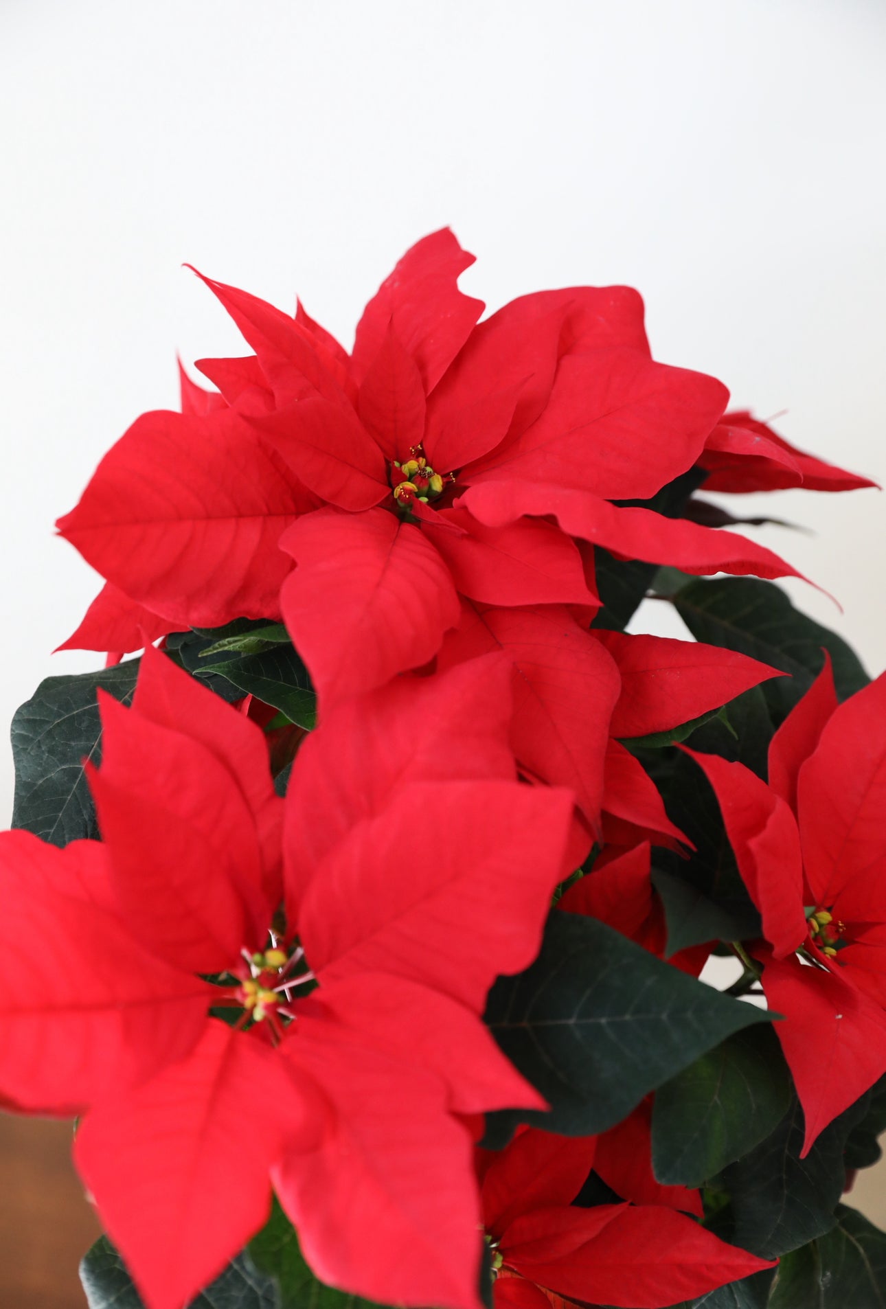 Poinsettia