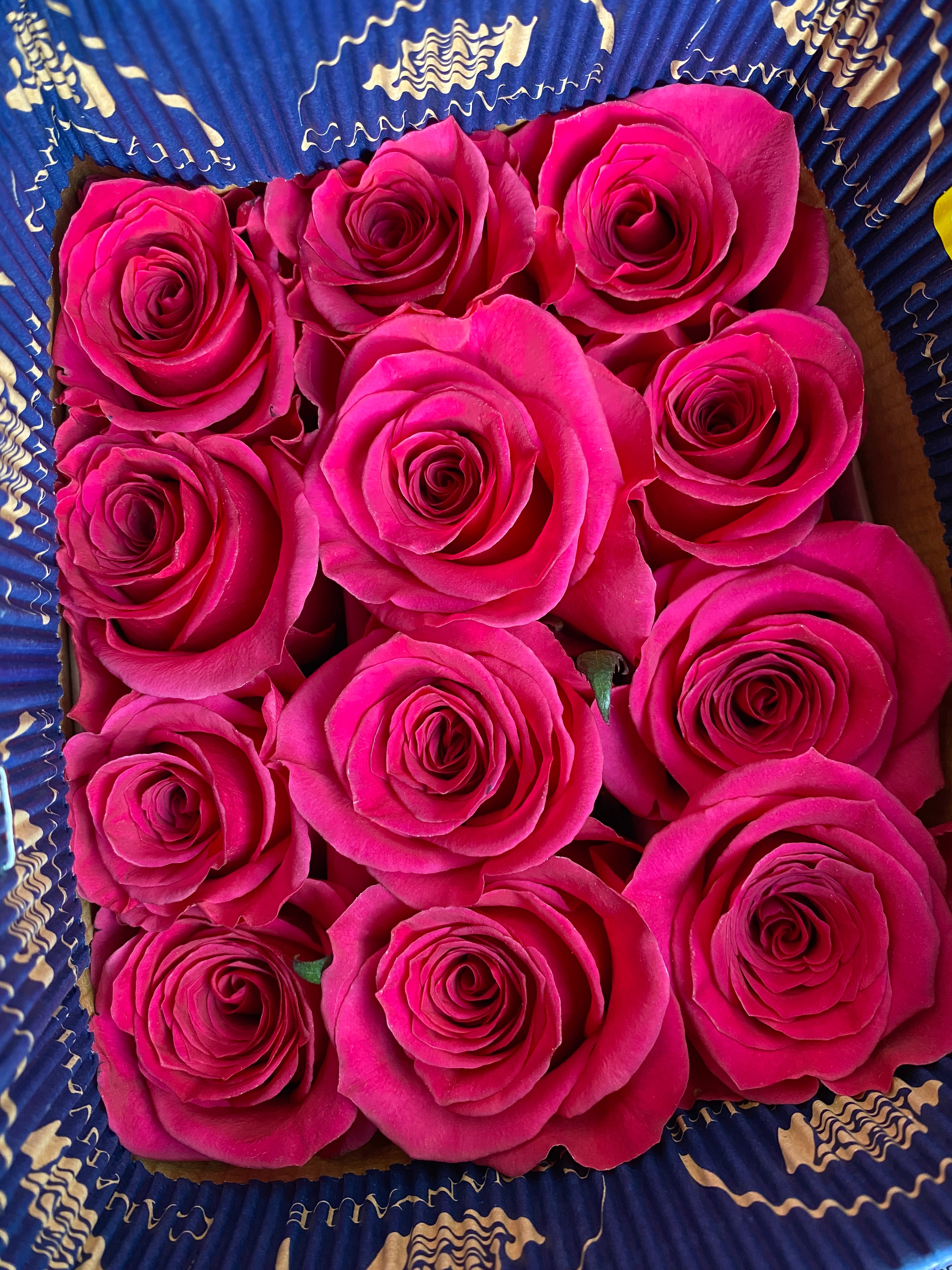 Ecuador Roses - Pink Floyd 25T