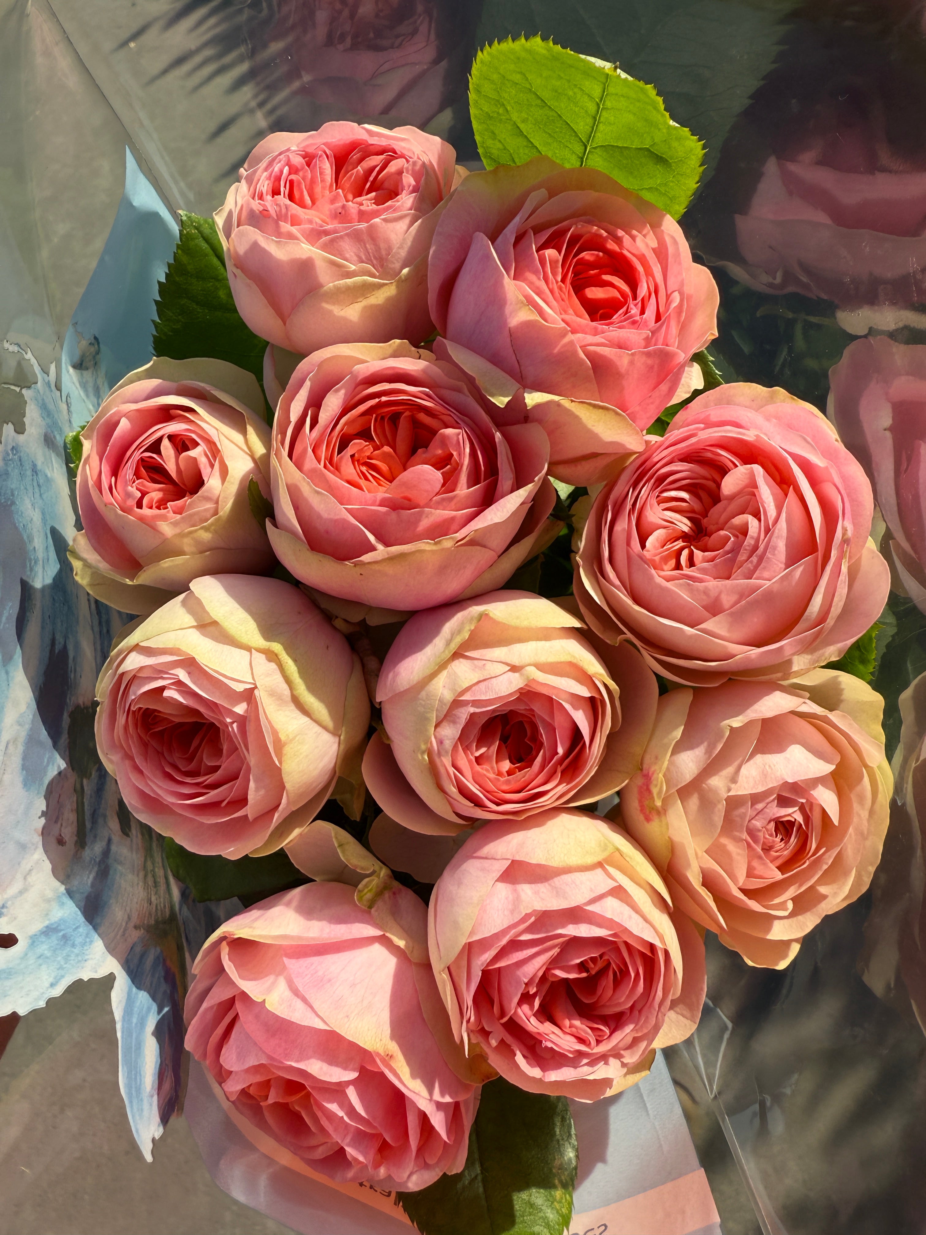 Local Roses - Grandi Rosalita