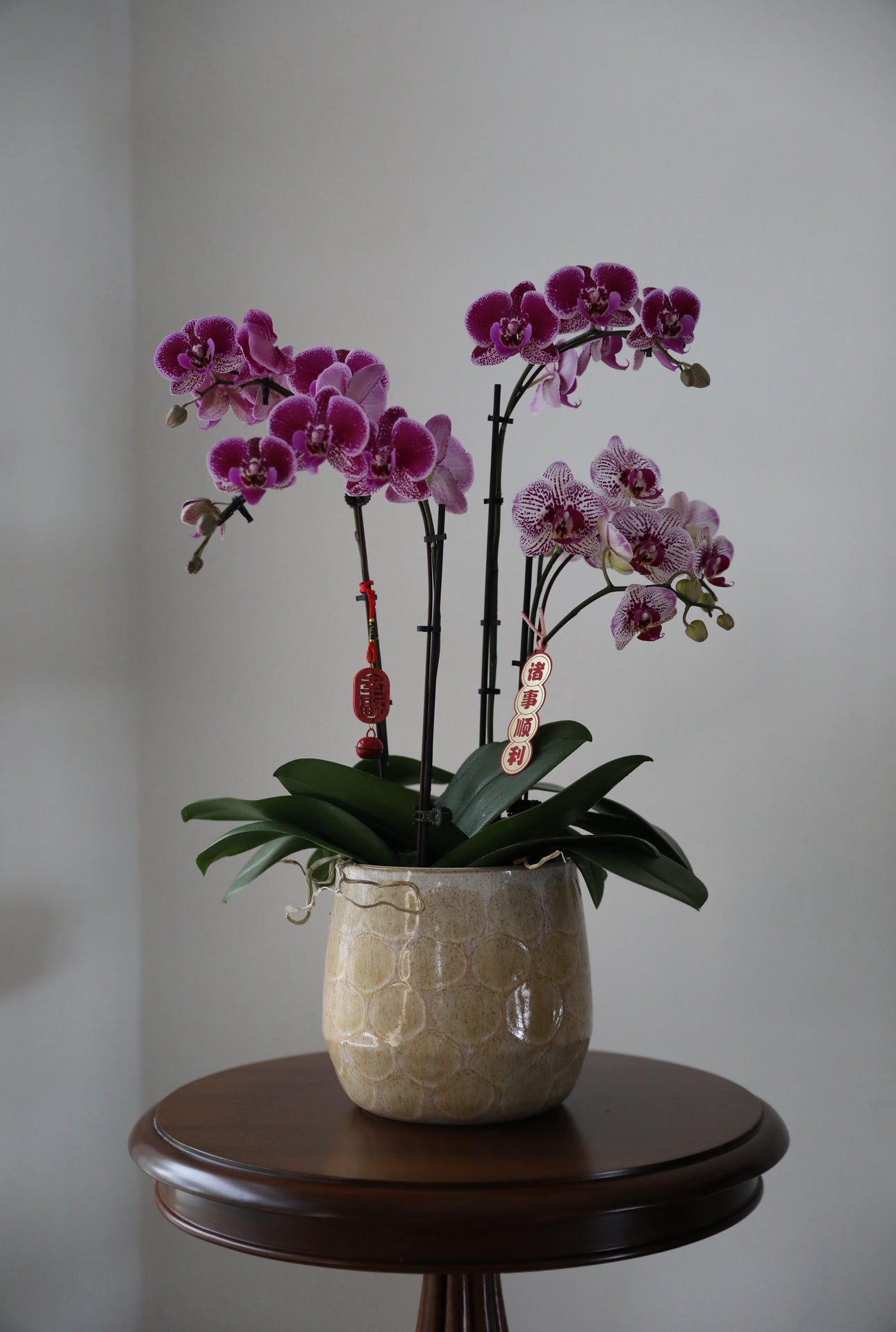 Phalaenopsis Orchid Arrangement - 4T
