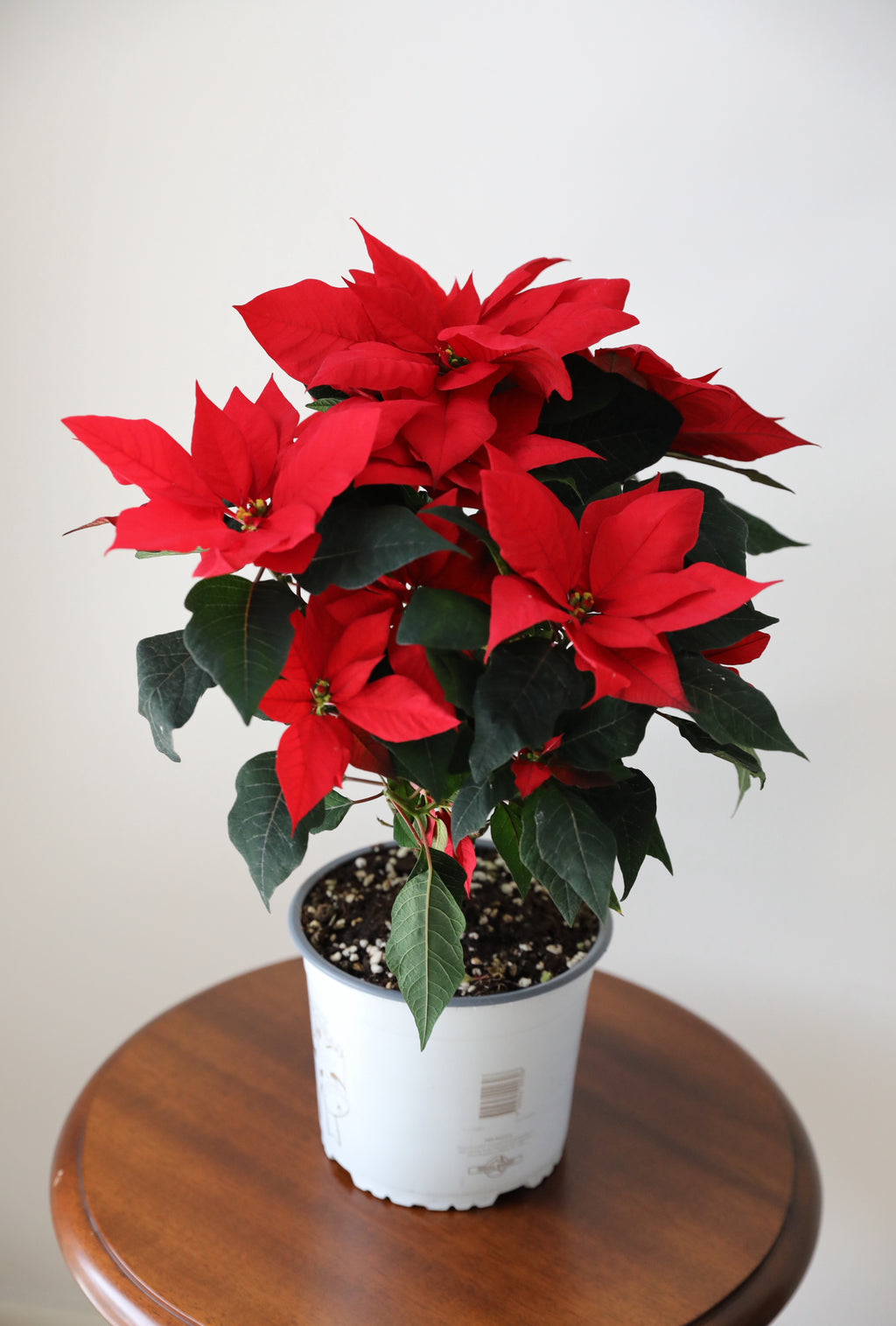 Poinsettia