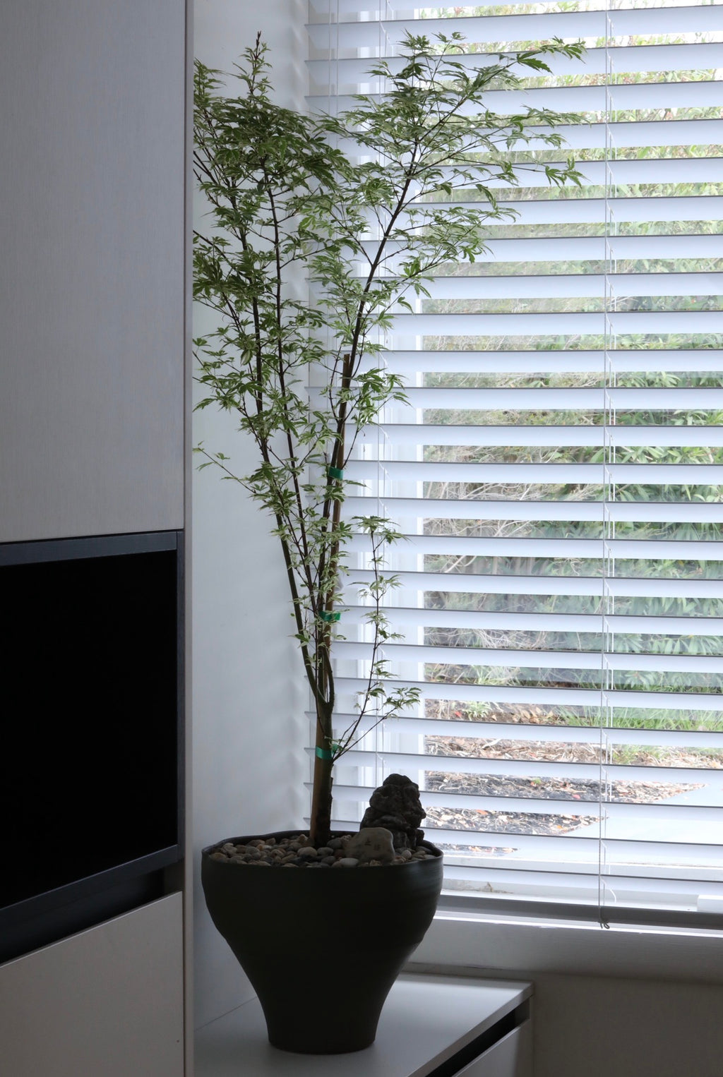 Butterfly Whisper — Acer Palmatum ‘Butterfly’ Japanese Maple Planter | 118cm x 80cm