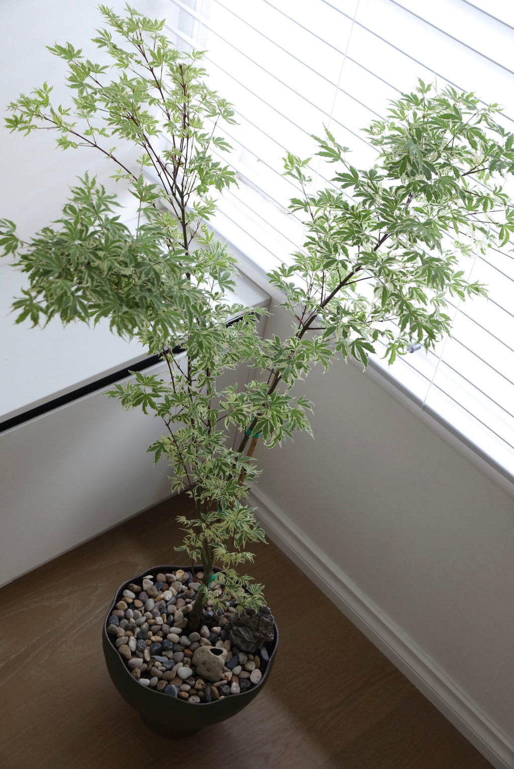Butterfly Whisper — Acer Palmatum ‘Butterfly’ Japanese Maple Planter | 118cm x 80cm