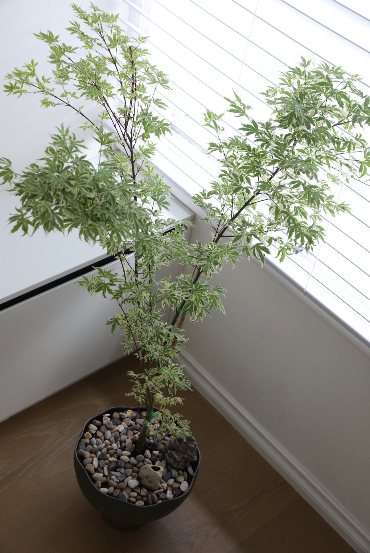 Butterfly Whisper — Acer Palmatum ‘Butterfly’ Japanese Maple Planter | 118cm x 80cm