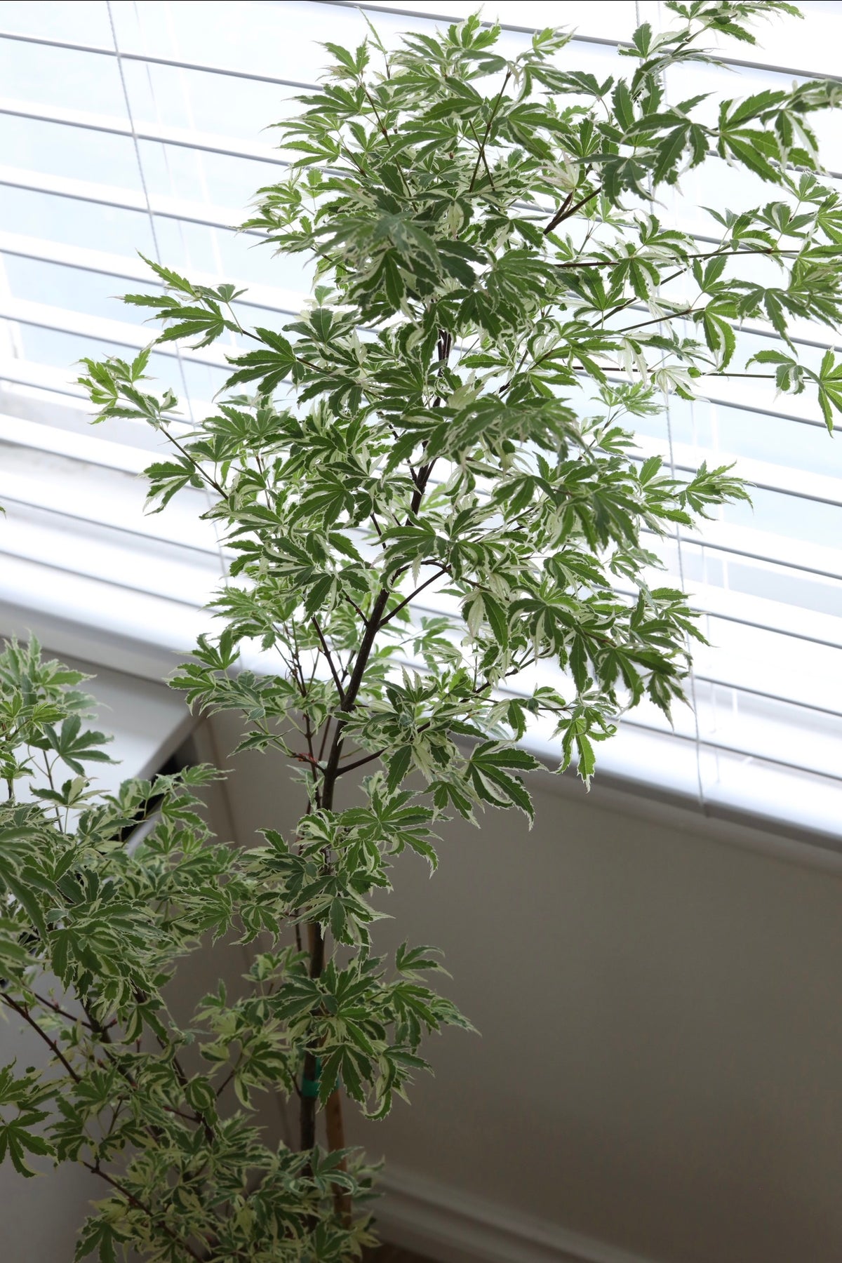 Butterfly Whisper — Acer Palmatum ‘Butterfly’ Japanese Maple Planter | 118cm x 80cm