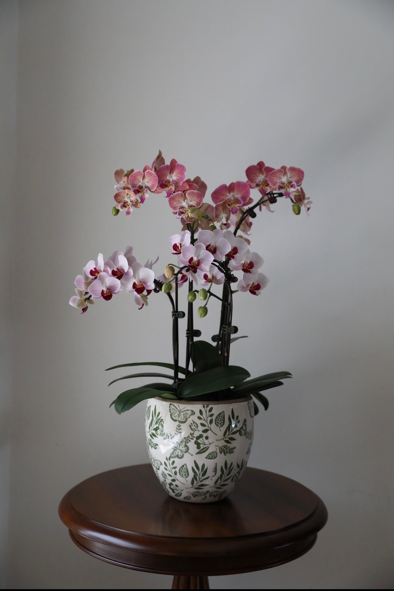 Phalaenopsis Orchid Arrangement - 4T