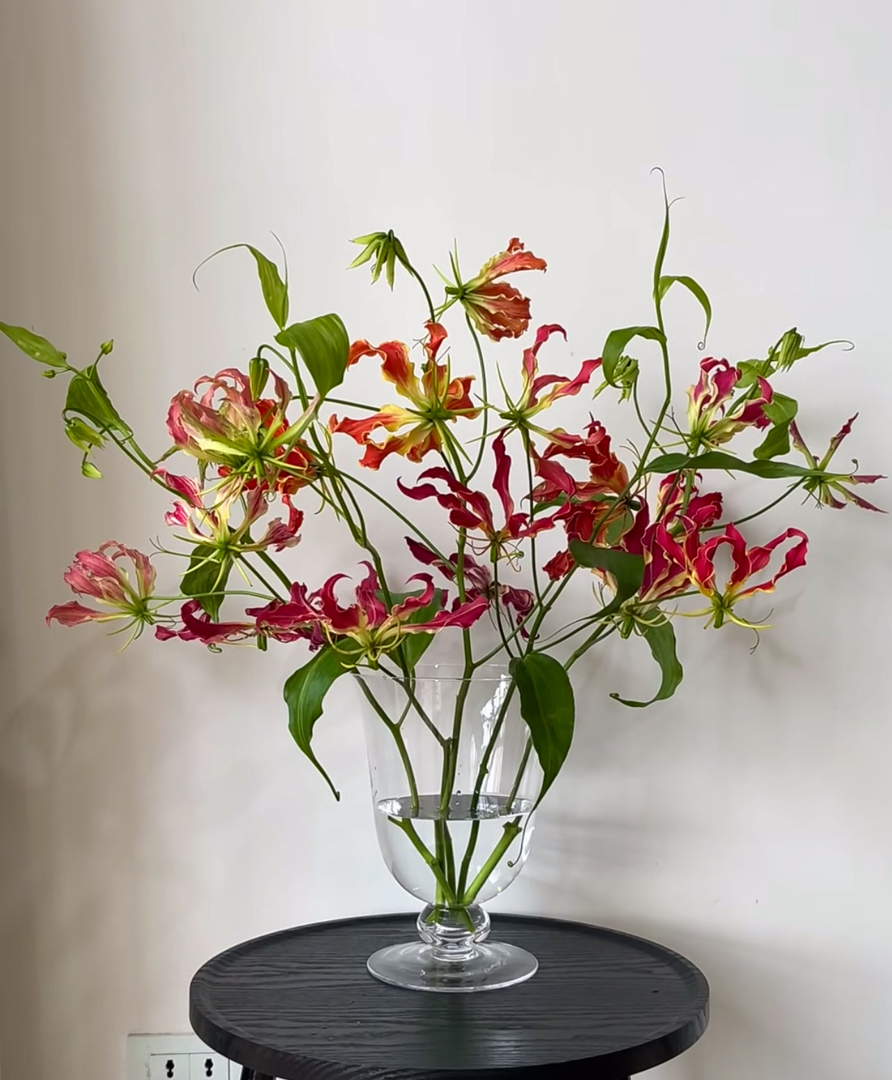 Gloriosa Lily