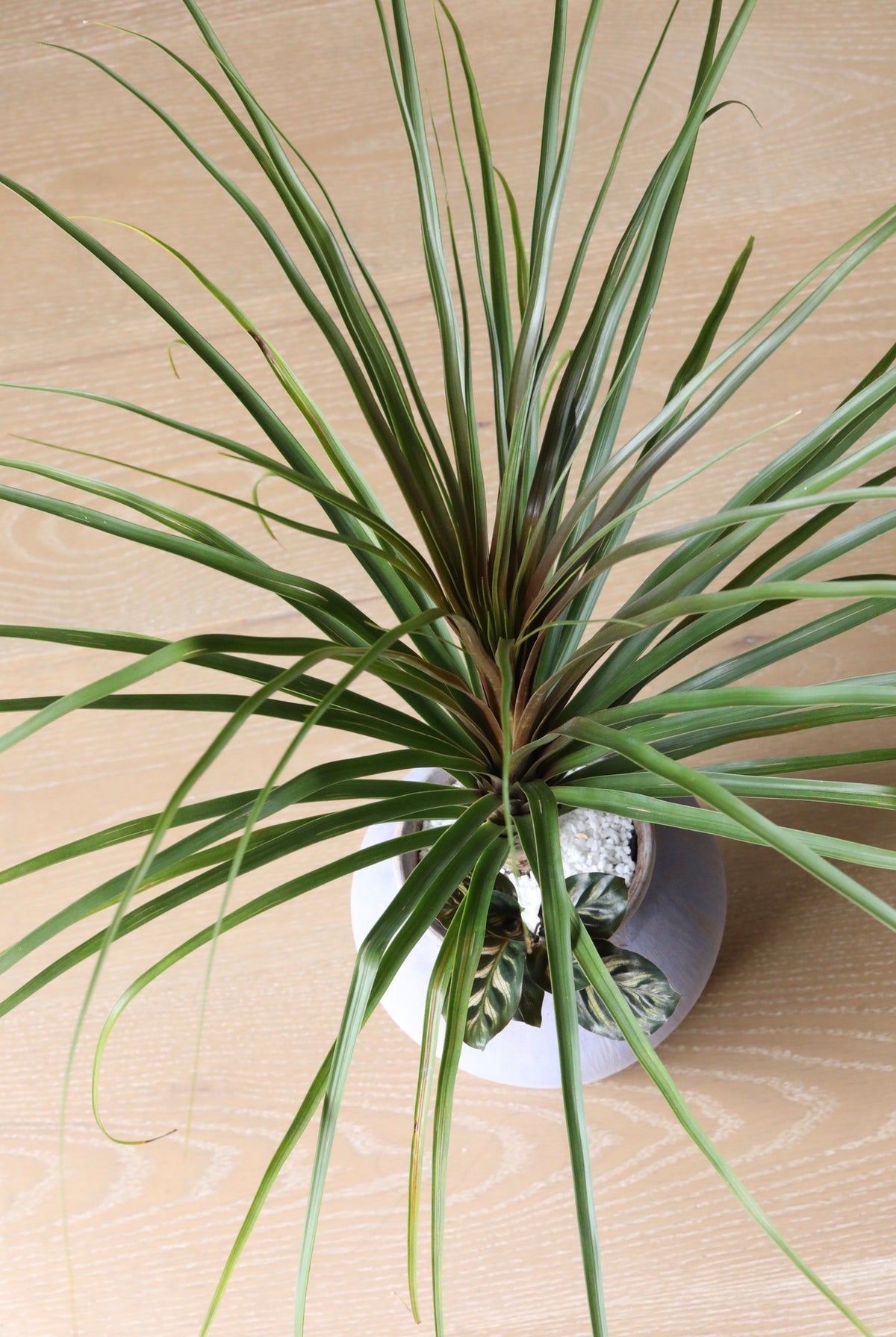 Willow Flow — Ponytail Palm Planter | 68cm x 80cm