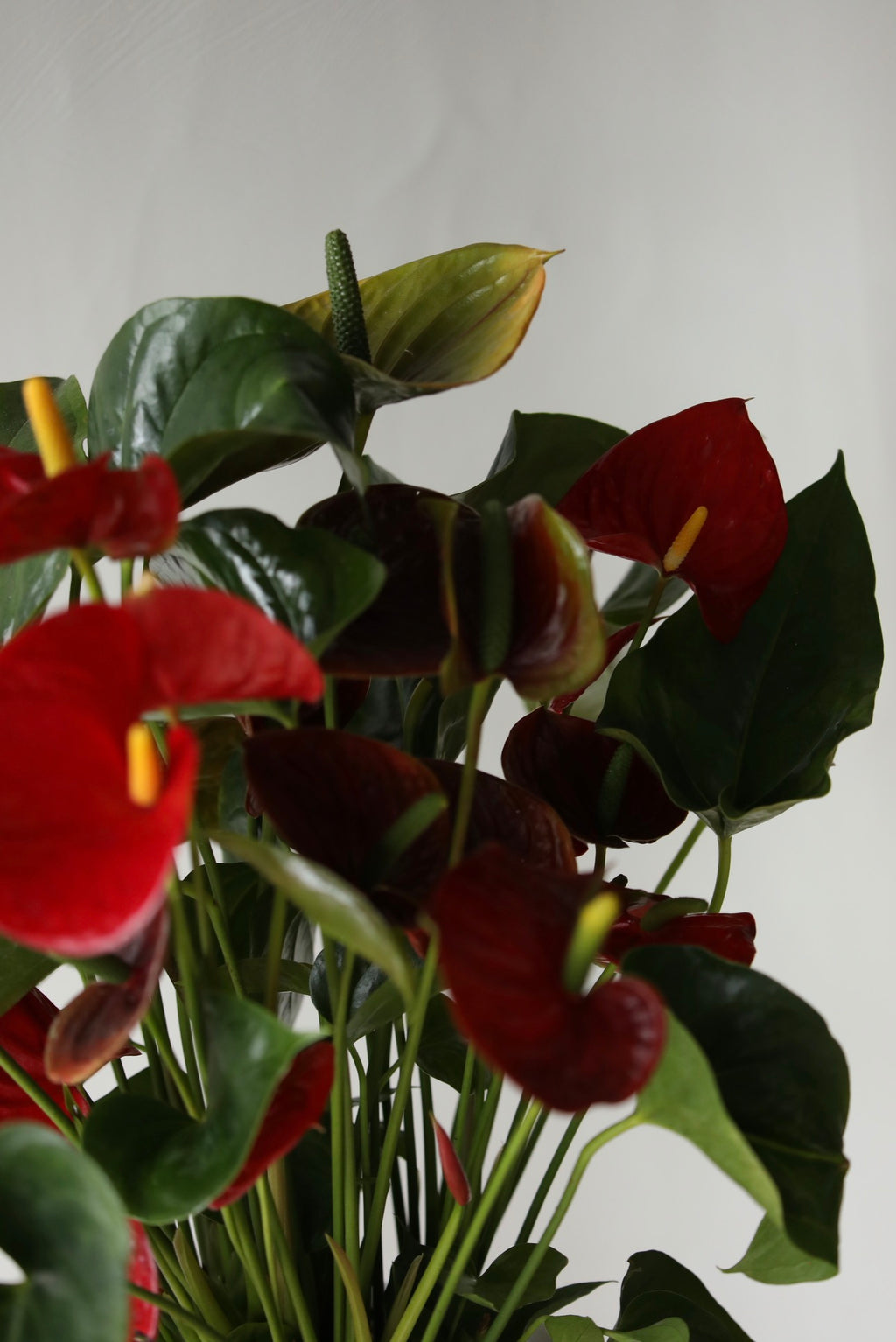 Crimson Joy – Red Anthurium | 70cm × 62 cm