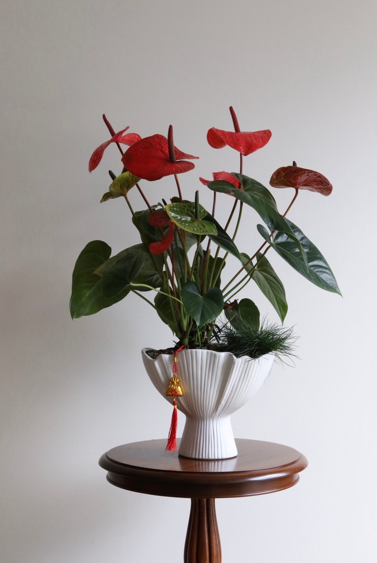 Fortune in Bloom — Anthurium Arrangement | 76cm x 60cm