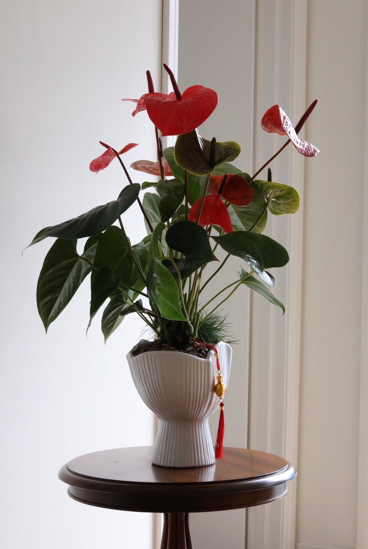 Fortune in Bloom — Anthurium Arrangement | 76cm x 60cm
