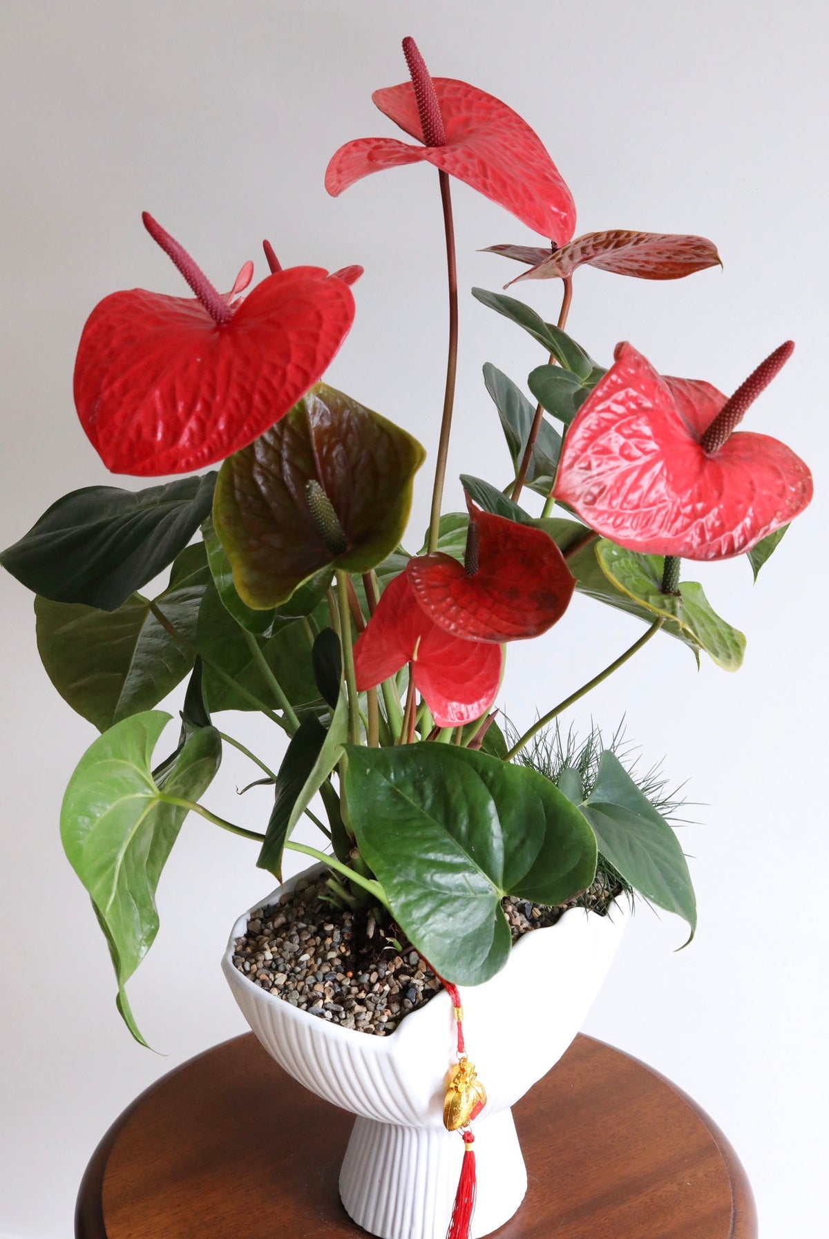 Fortune in Bloom — Anthurium Arrangement | 76cm x 60cm
