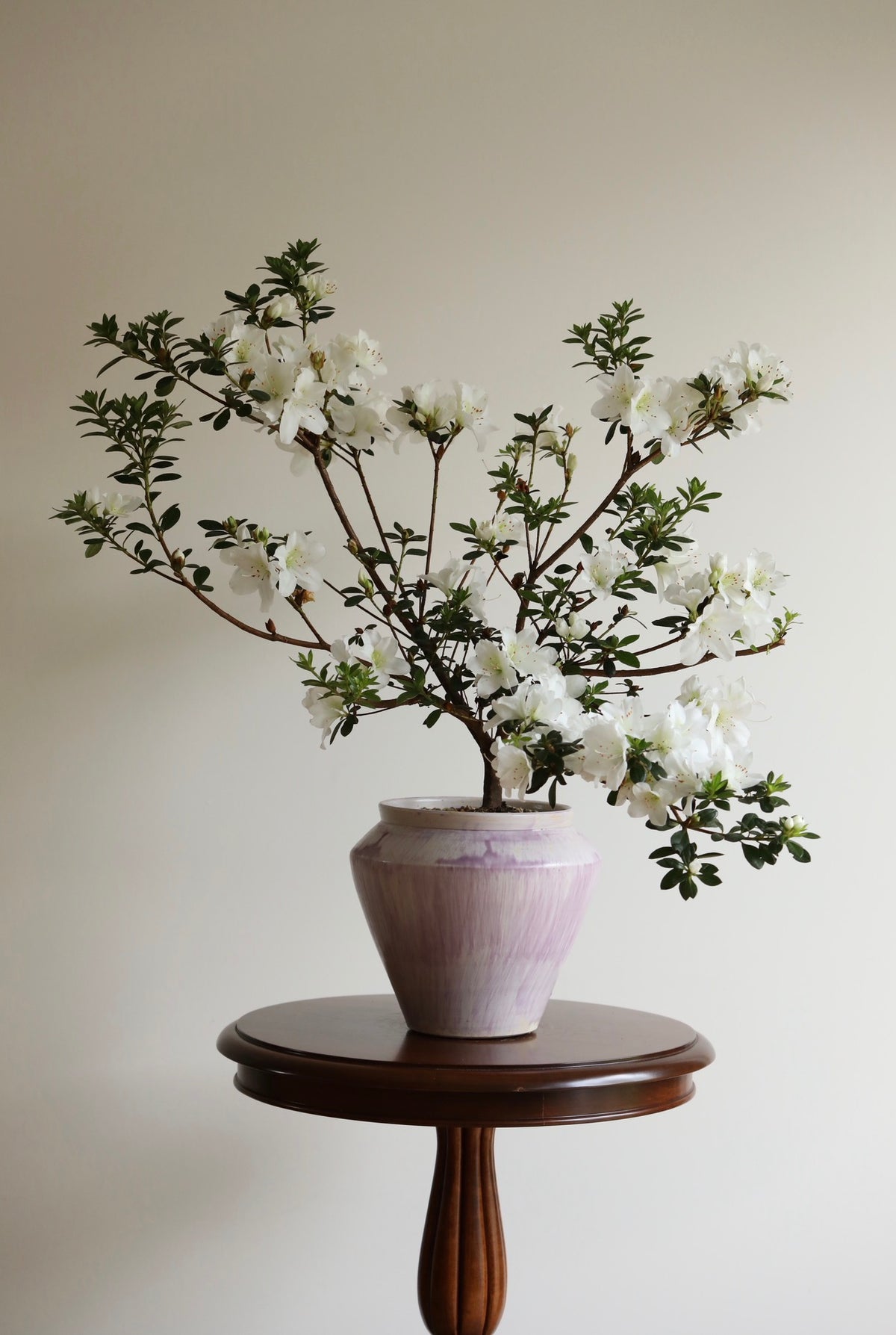 Snowfall — White Azalea Planter | 72cm x 62cm