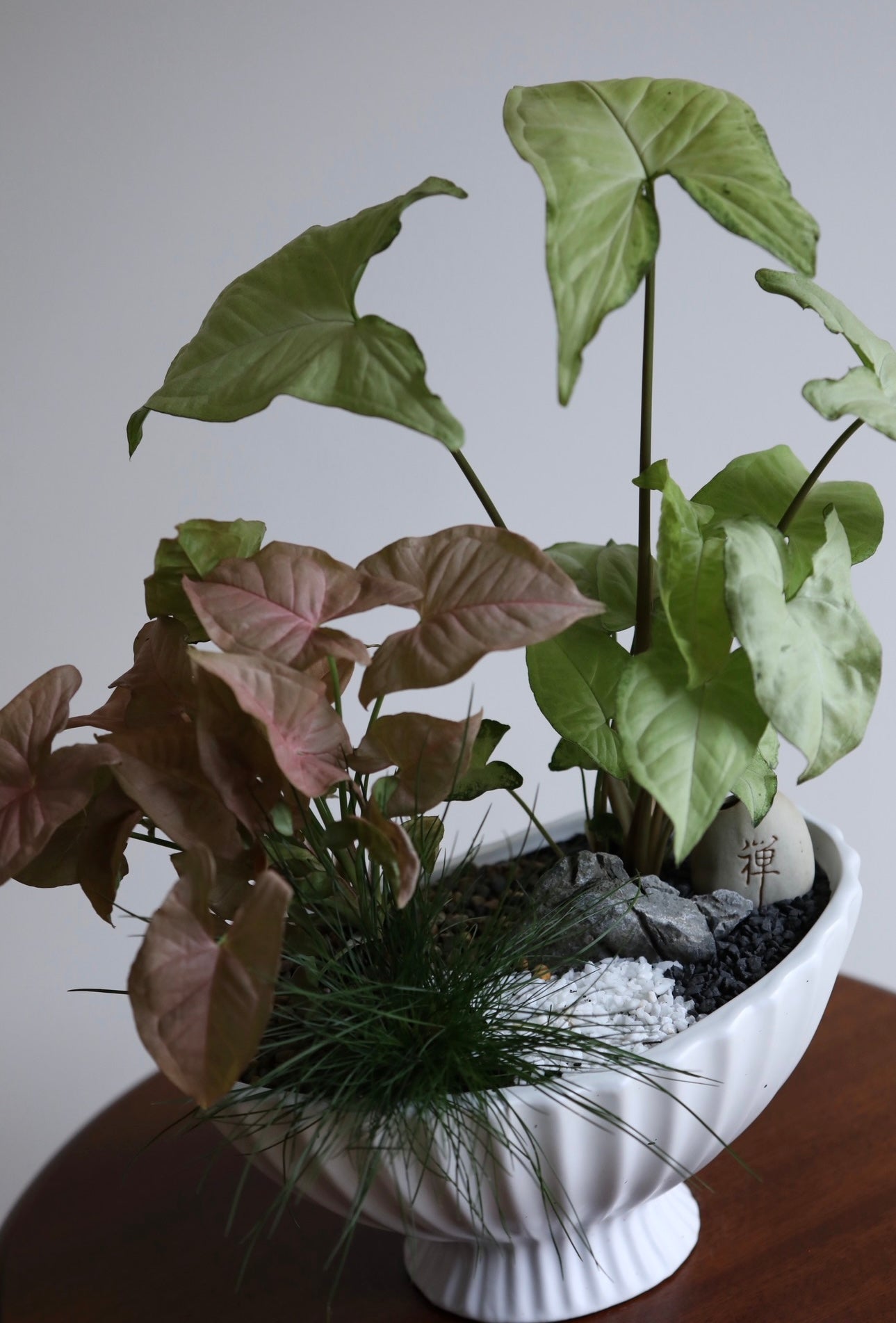 Quiet Garden – Syngonium Indoor Plant Arrangement | 46cm x 46cm