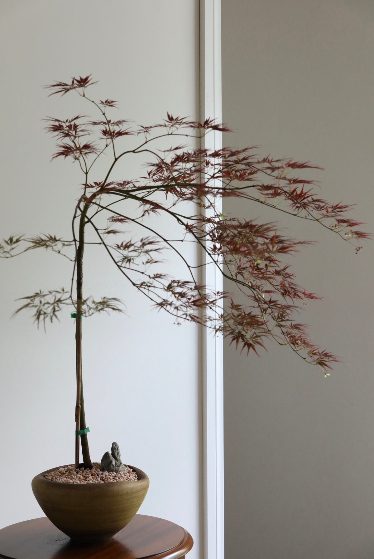 Crimson Breeze – Purple Weeping Japanese Maple | 96cm x 92cm