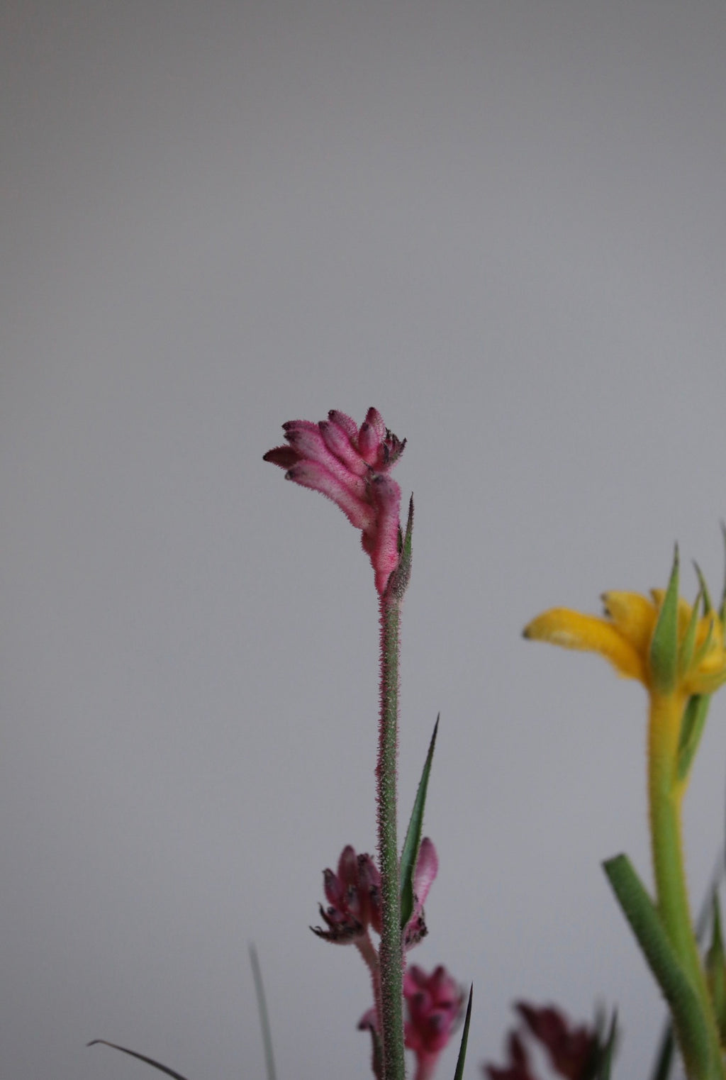 Golden Ember – Kangaroo Paw Plant Arrangement | 62cm x 32cm