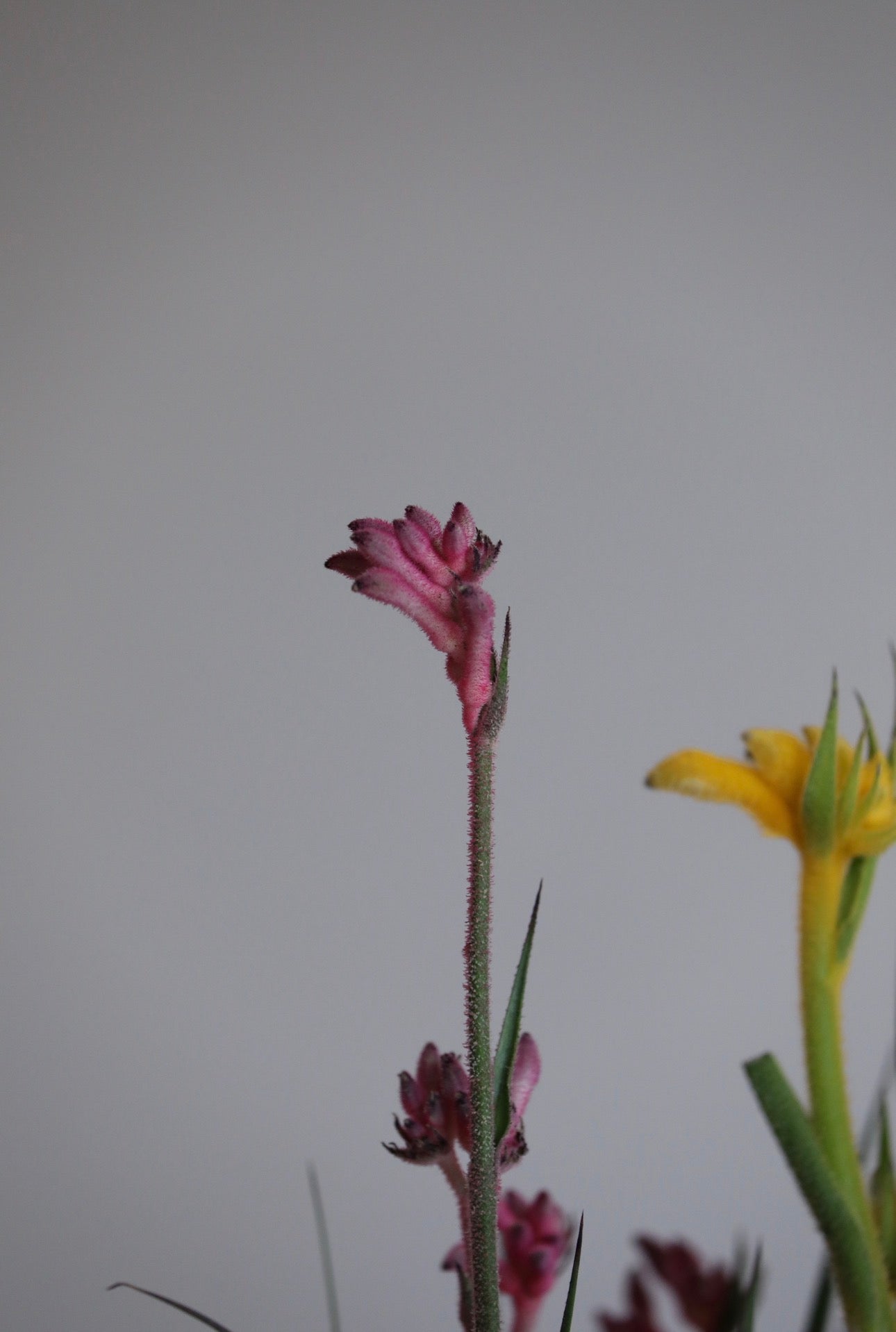 Golden Ember – Kangaroo Paw Plant Arrangement | 62cm x 32cm