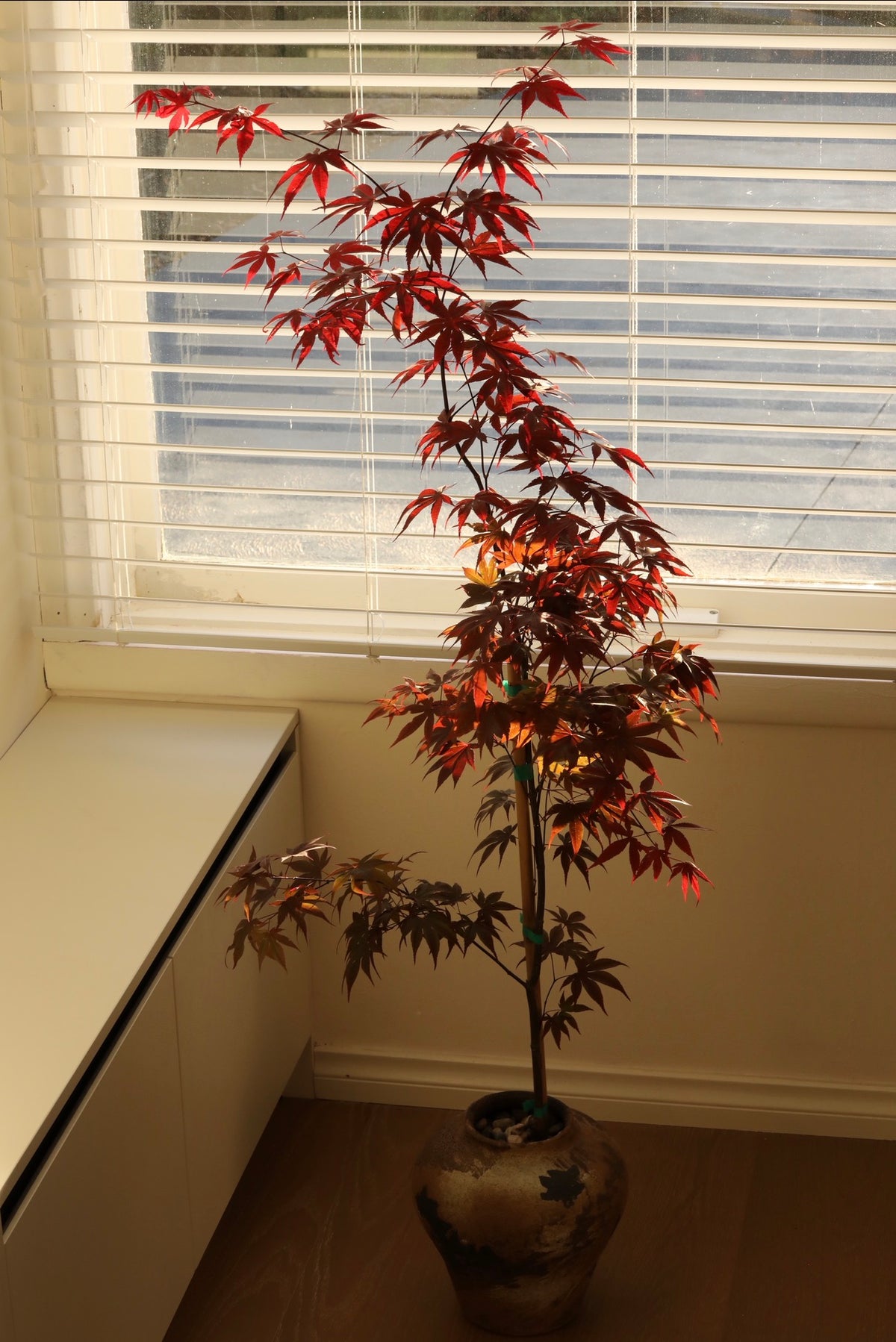 Crimson Whisper — Bloodgood Japanese Maple Planter | 138cm × 66cm