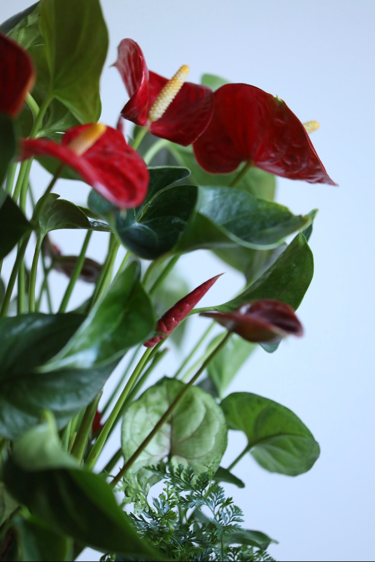 Crimson Blessing – Anthurium Arrangement | 52cm × 46cm