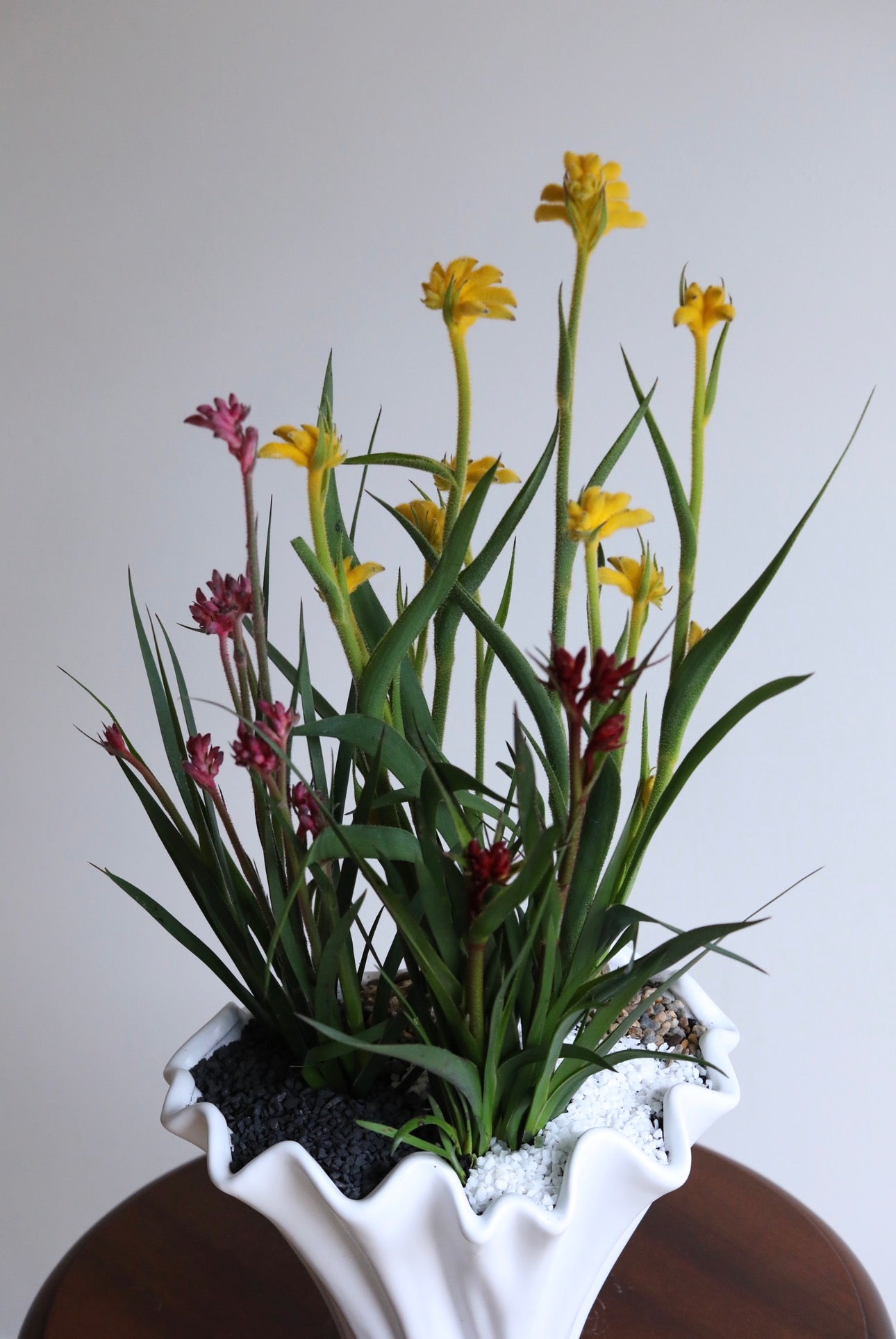Golden Ember – Kangaroo Paw Plant Arrangement | 62cm x 32cm