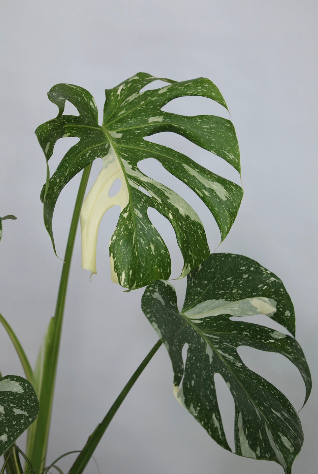 Snowfall – Thai Constellation Monstera | 70cm × 56cm