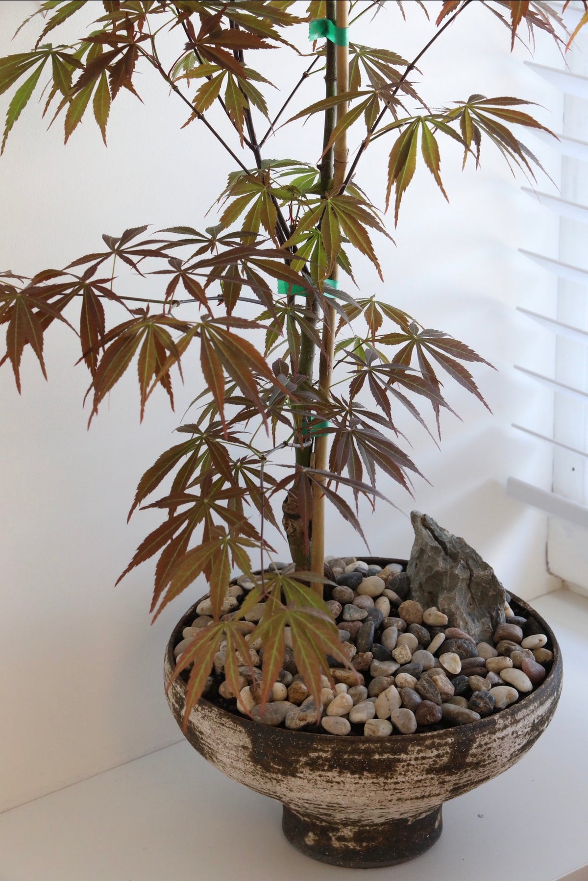 Burgundy Silhouette — Rare Suminagashi Japanese Maple Planter | 112cm x 96cm