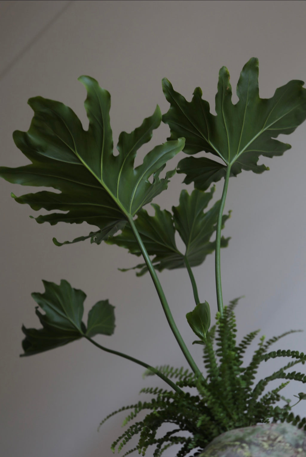 Wild Grove – Philodendron Plant Arrangement | 75cm × 60cm