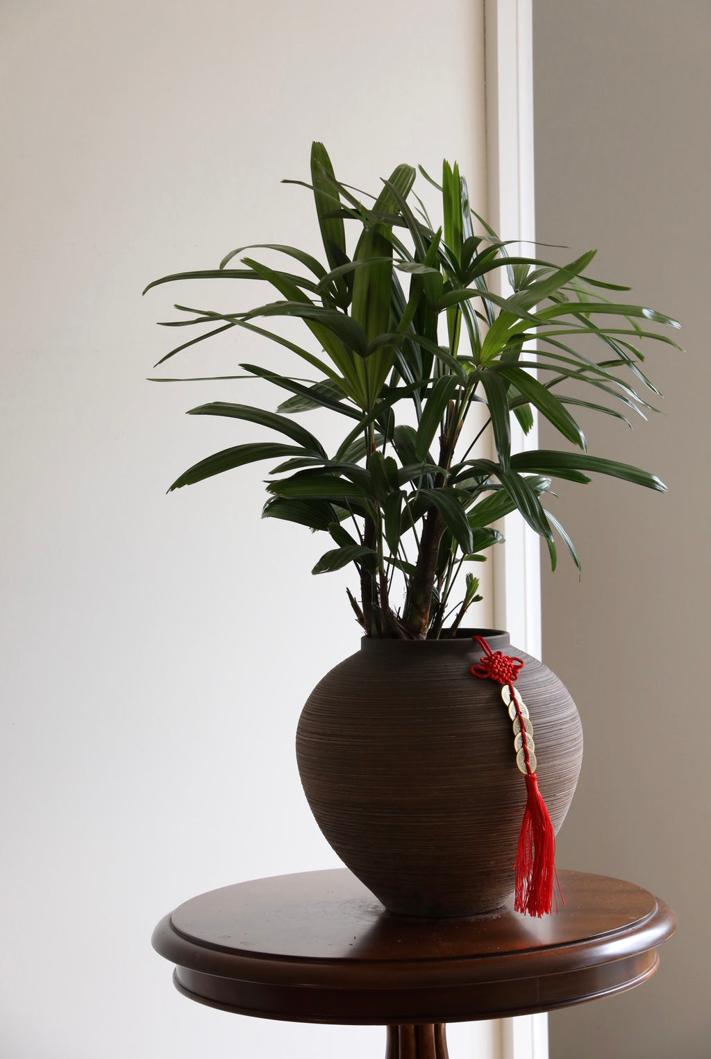 Eastern Grove — Lady Palm Planter | 66cm x 56cm