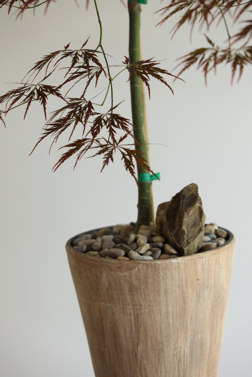 Burgundy Veil – Purple Weeping Japanese Maple | 100cm × 86cm