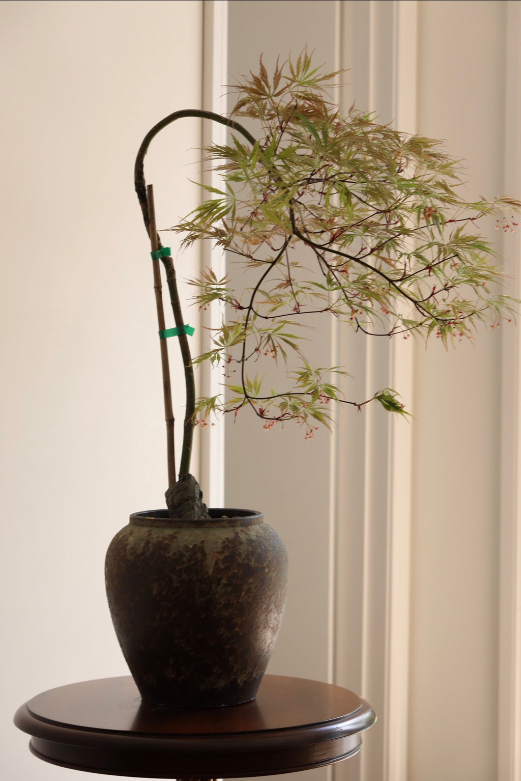 Crimson Cascade — Ever Red Weeping Japanese Maple Planter | 76cm x 80cm