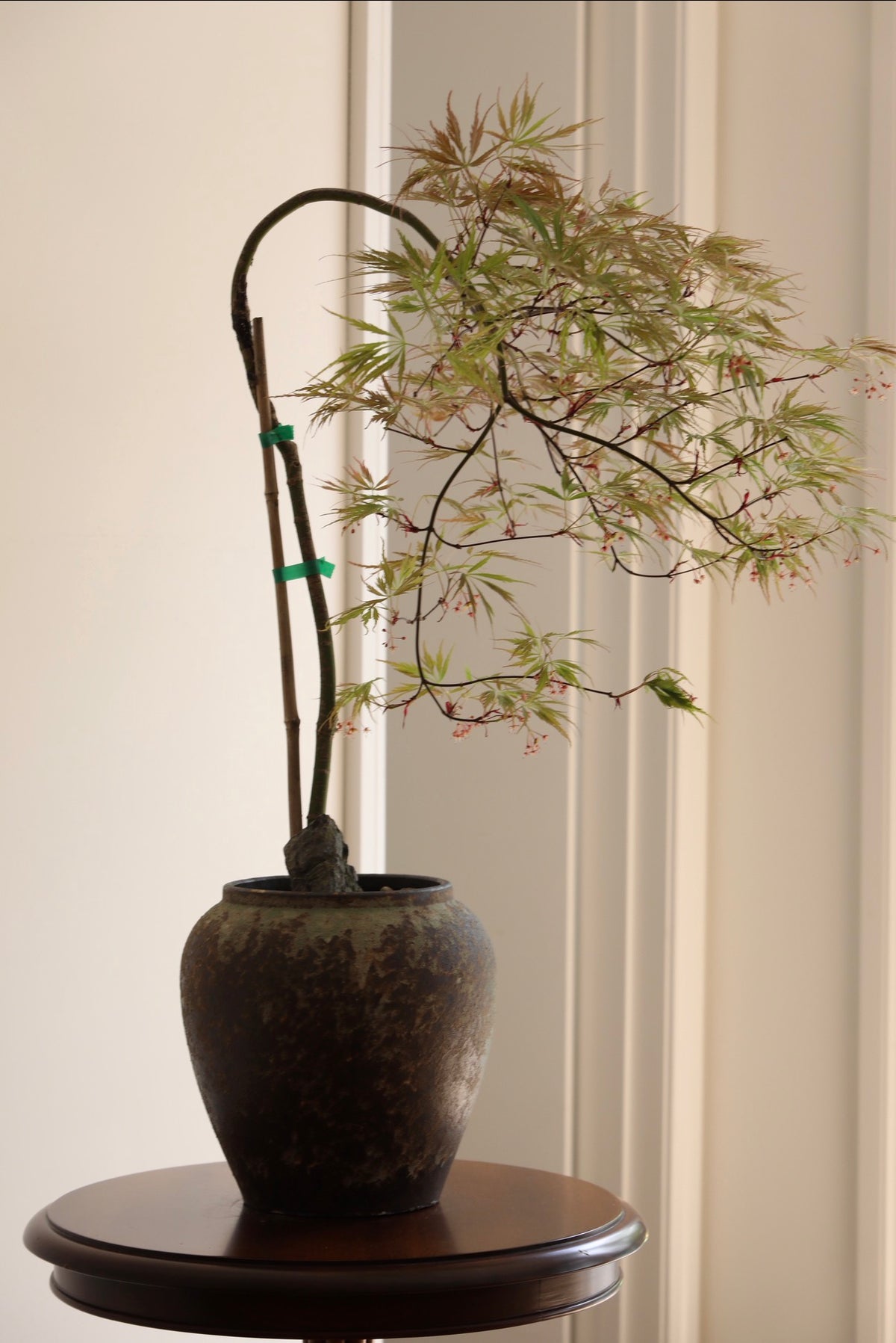 Crimson Cascade — Ever Red Weeping Japanese Maple Planter | 76cm x 80cm