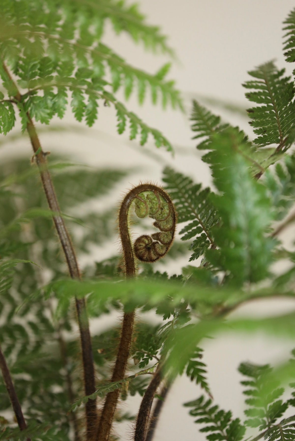 Forest Whisper — Dicksonia Squarrosa Fern Planter | 62cm x 96cm
