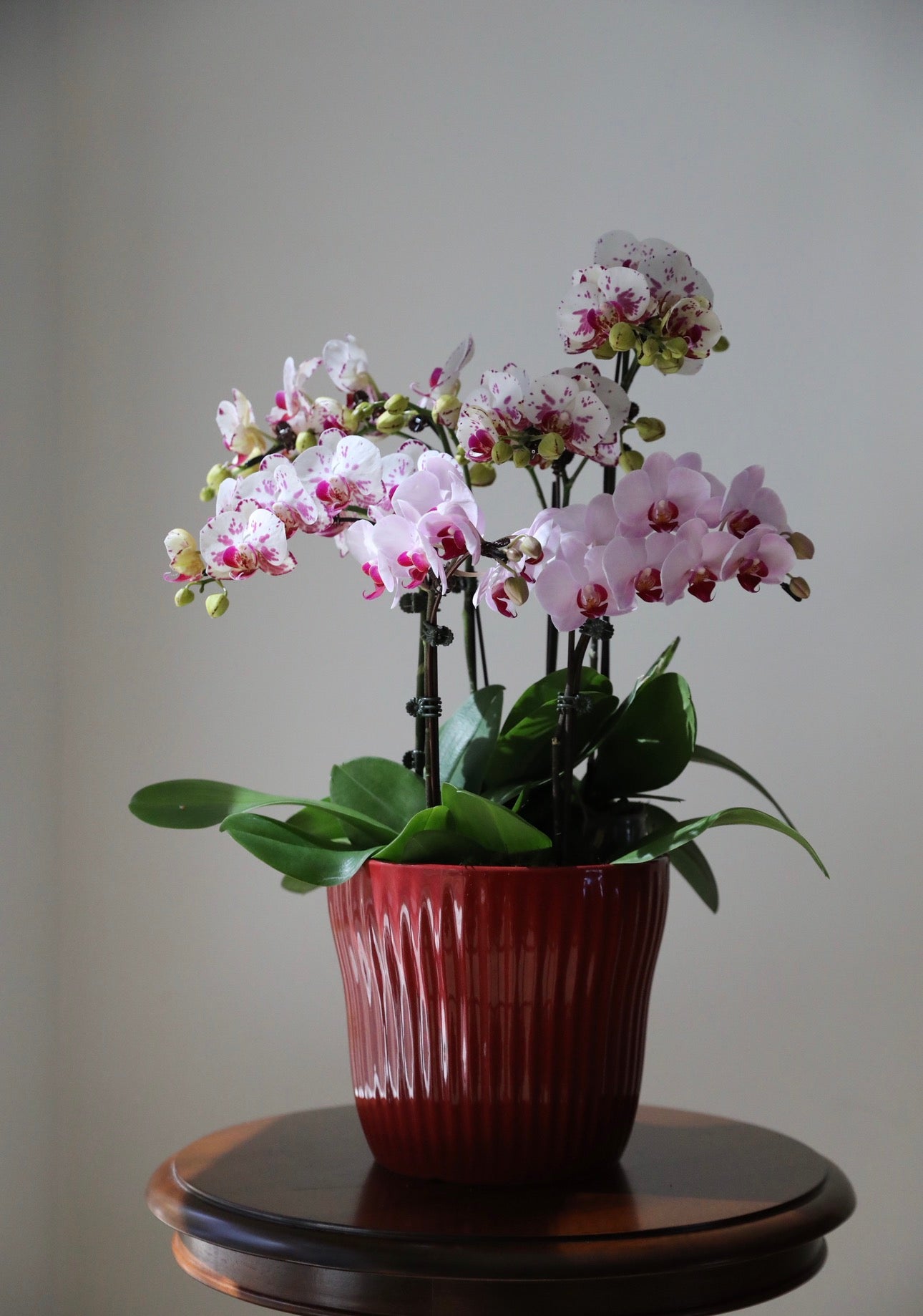 Phalaenopsis Orchid Arrangement - 6T