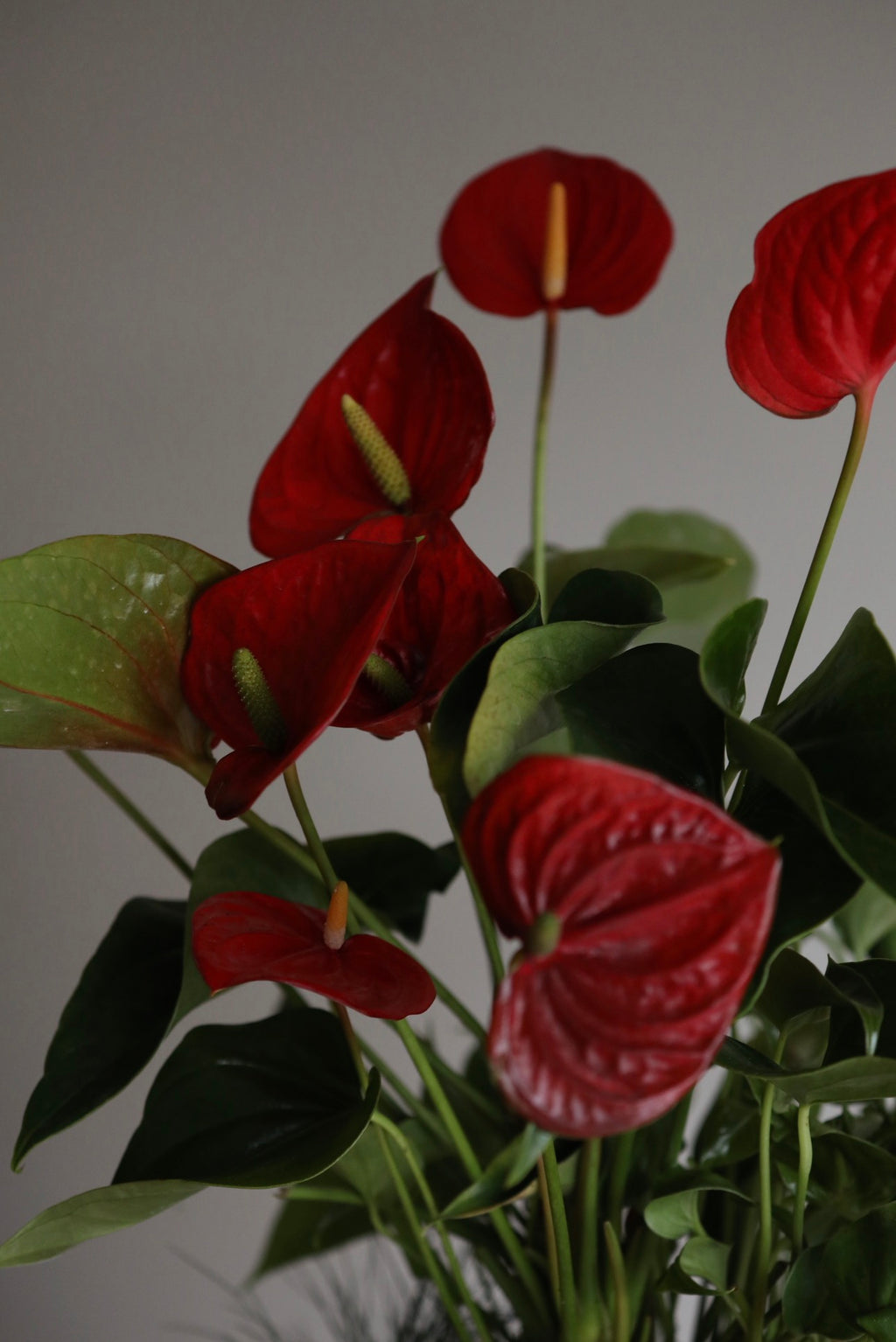 Scarlet Grace – Anthurium Arrangement | 66cm × 52cm