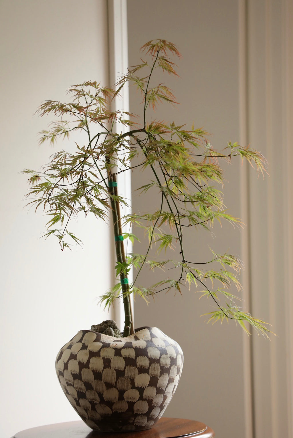 Whispering Maple — Ornatum Weeping Japanese Maple Planter | 86cm x 60cm