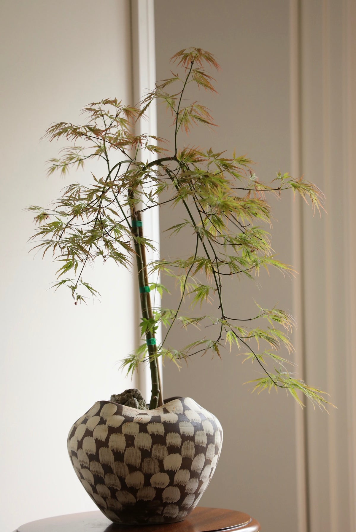 Whispering Maple — Ornatum Weeping Japanese Maple Planter | 86cm x 60cm